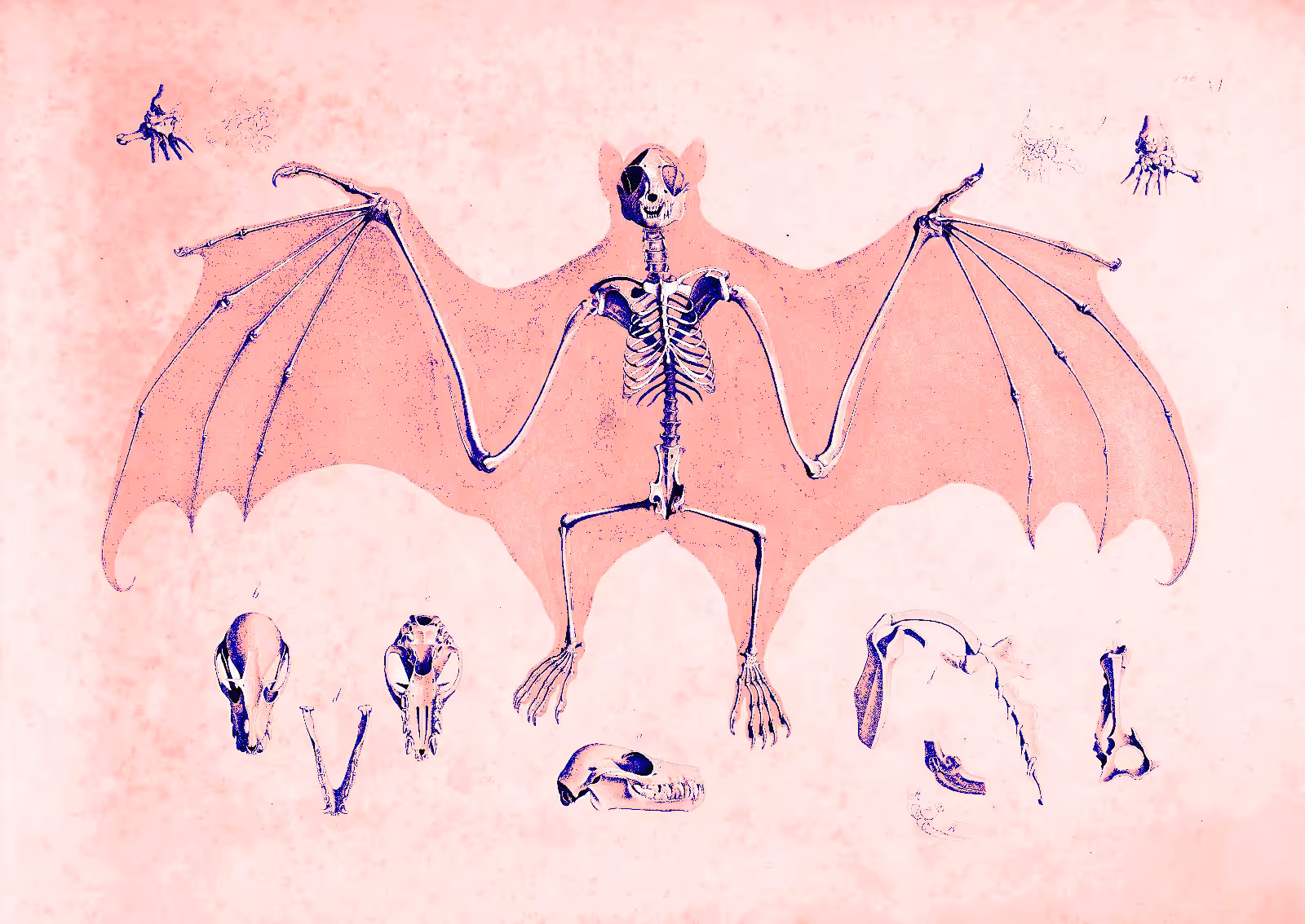 Bat Skeleton [Pink]