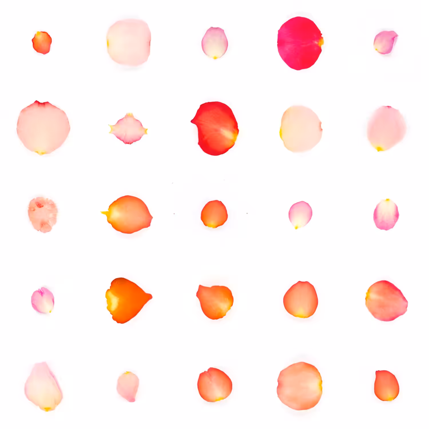 Infinite Petals 5x5#2733