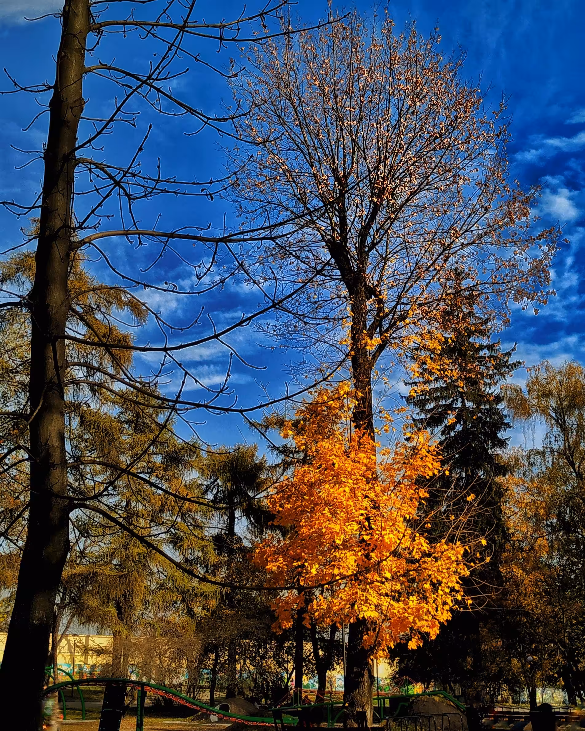 The alone tree in the city park