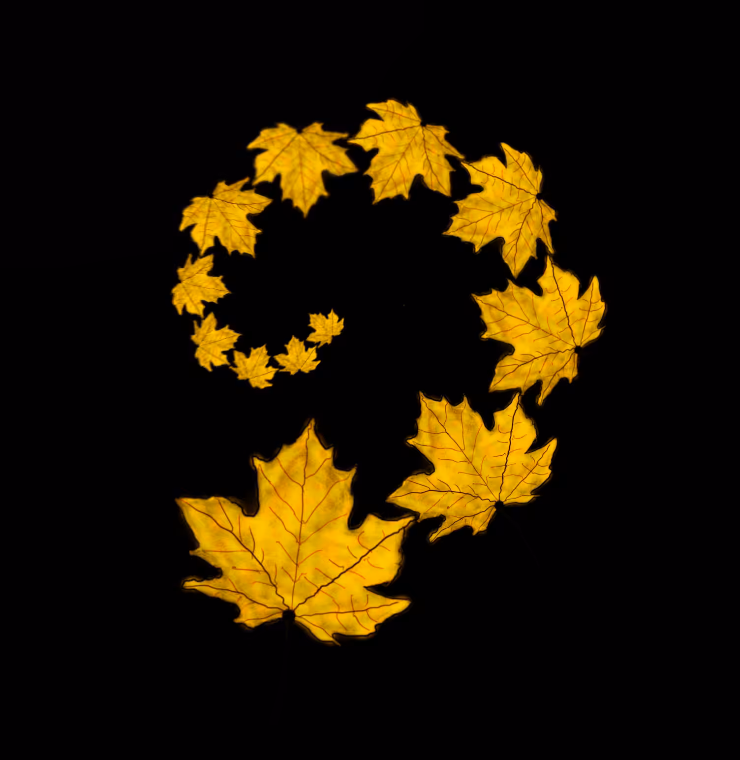 Fibonacci's Leaf