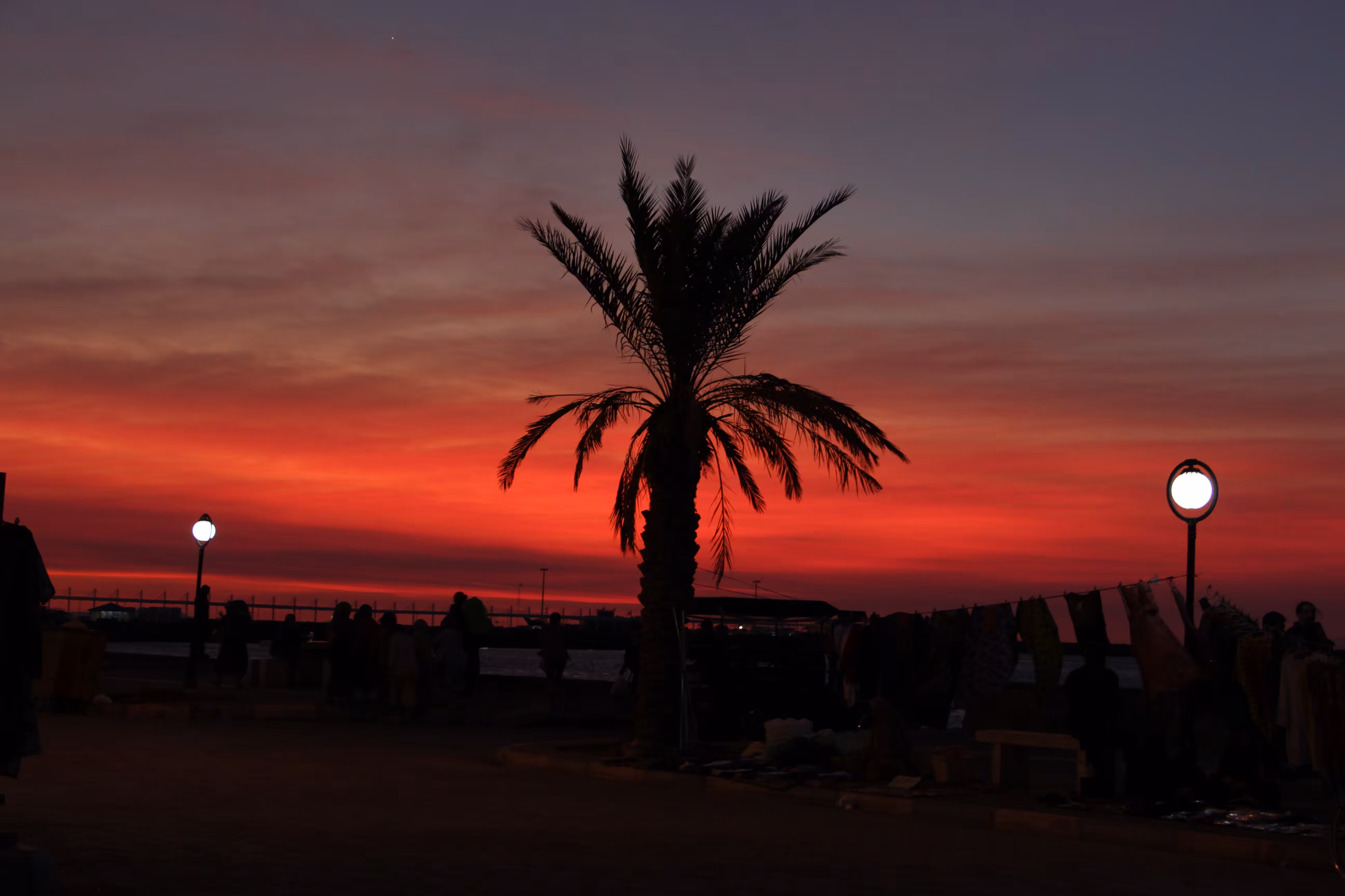 The Lonely Palm