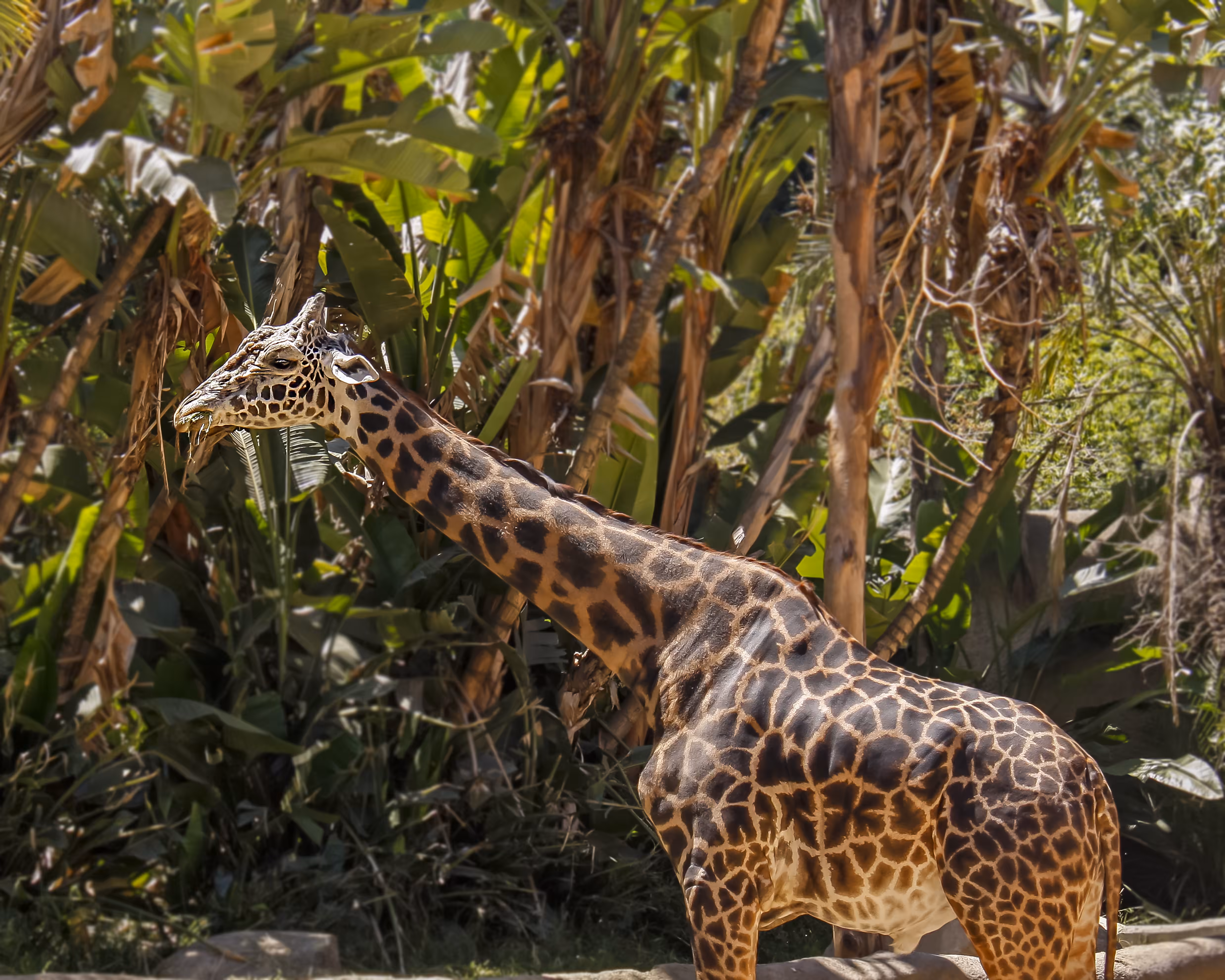Grazing Giraffe