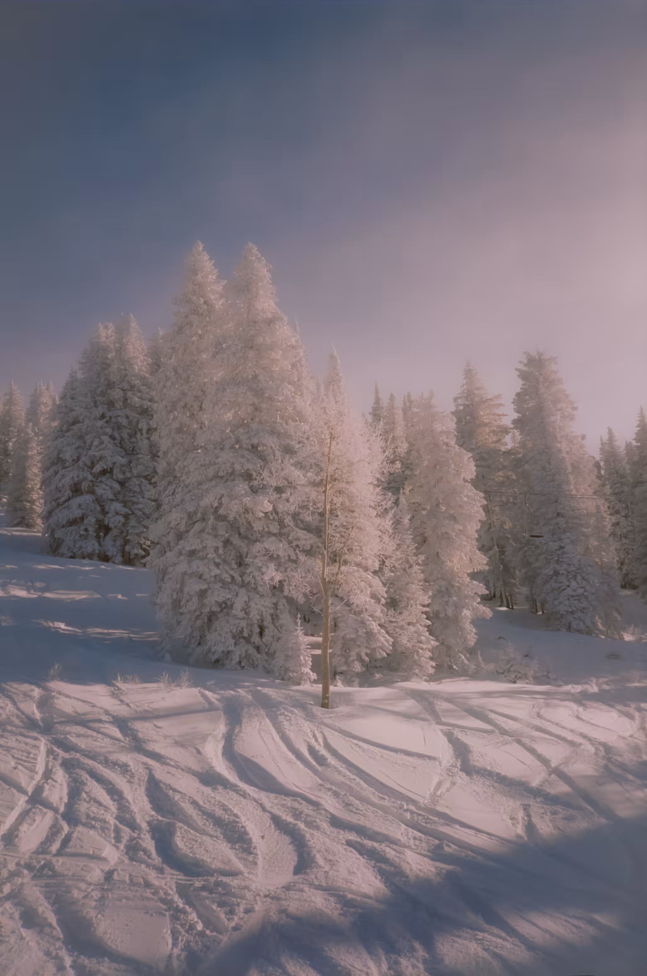 Winter Wonderland