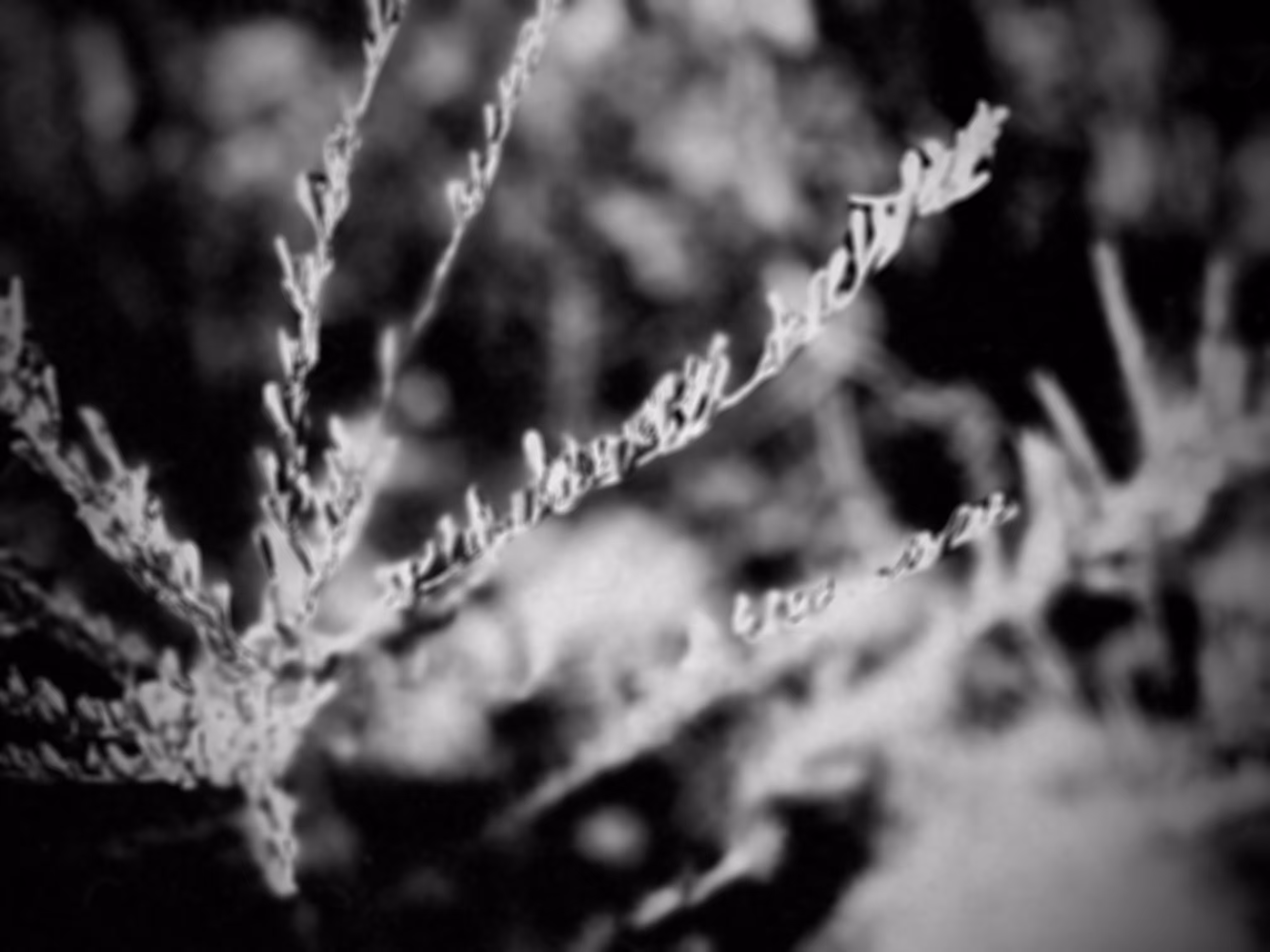 Shrubbery