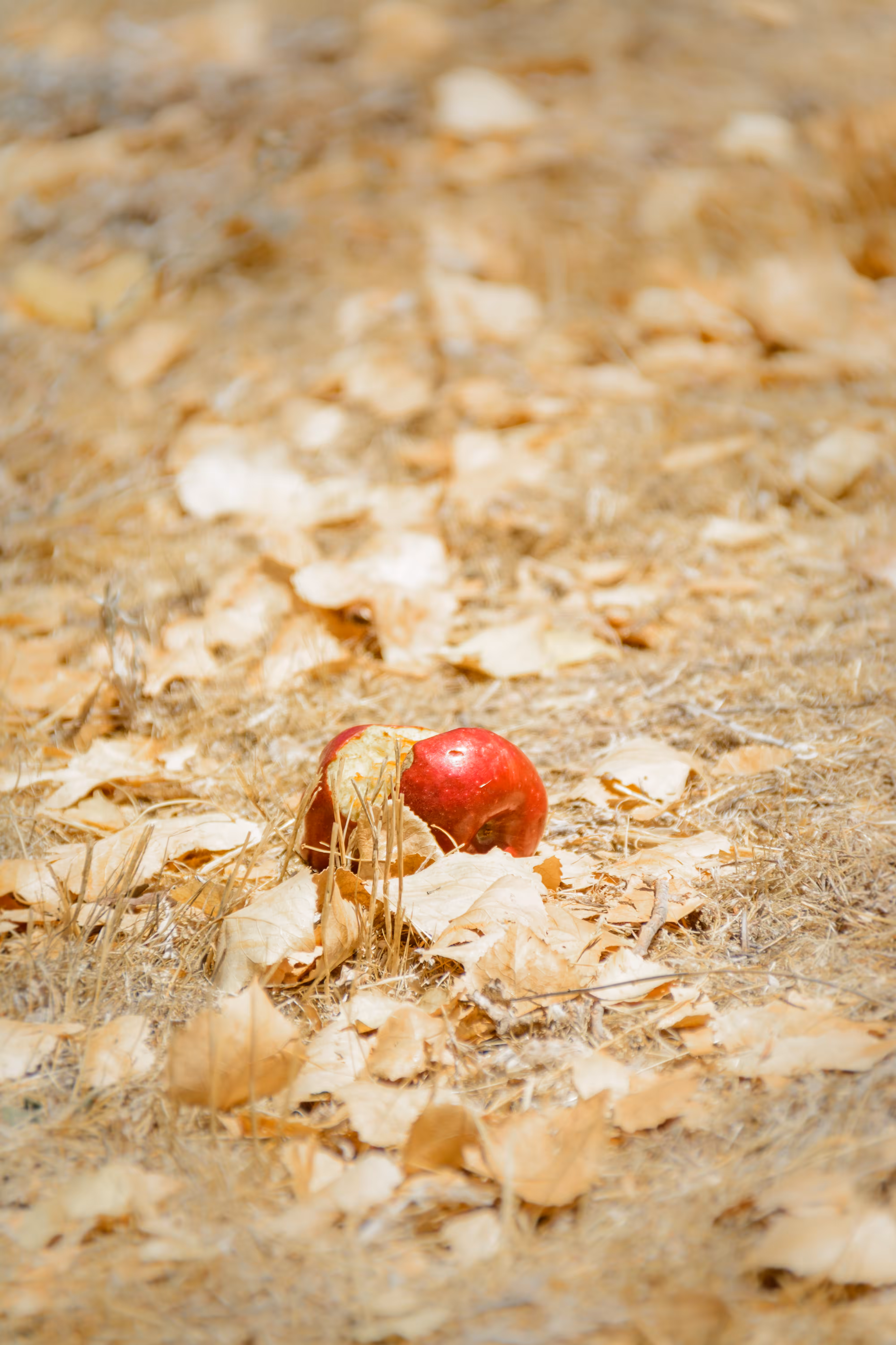 Life After The Fall
