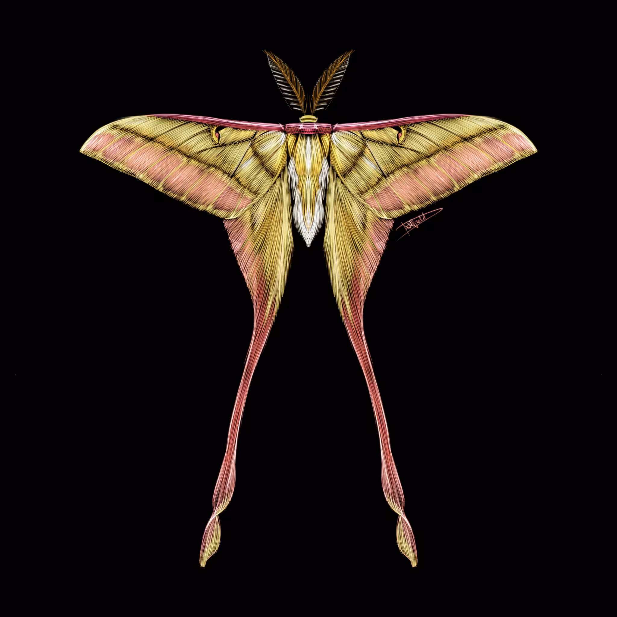 Moth #2