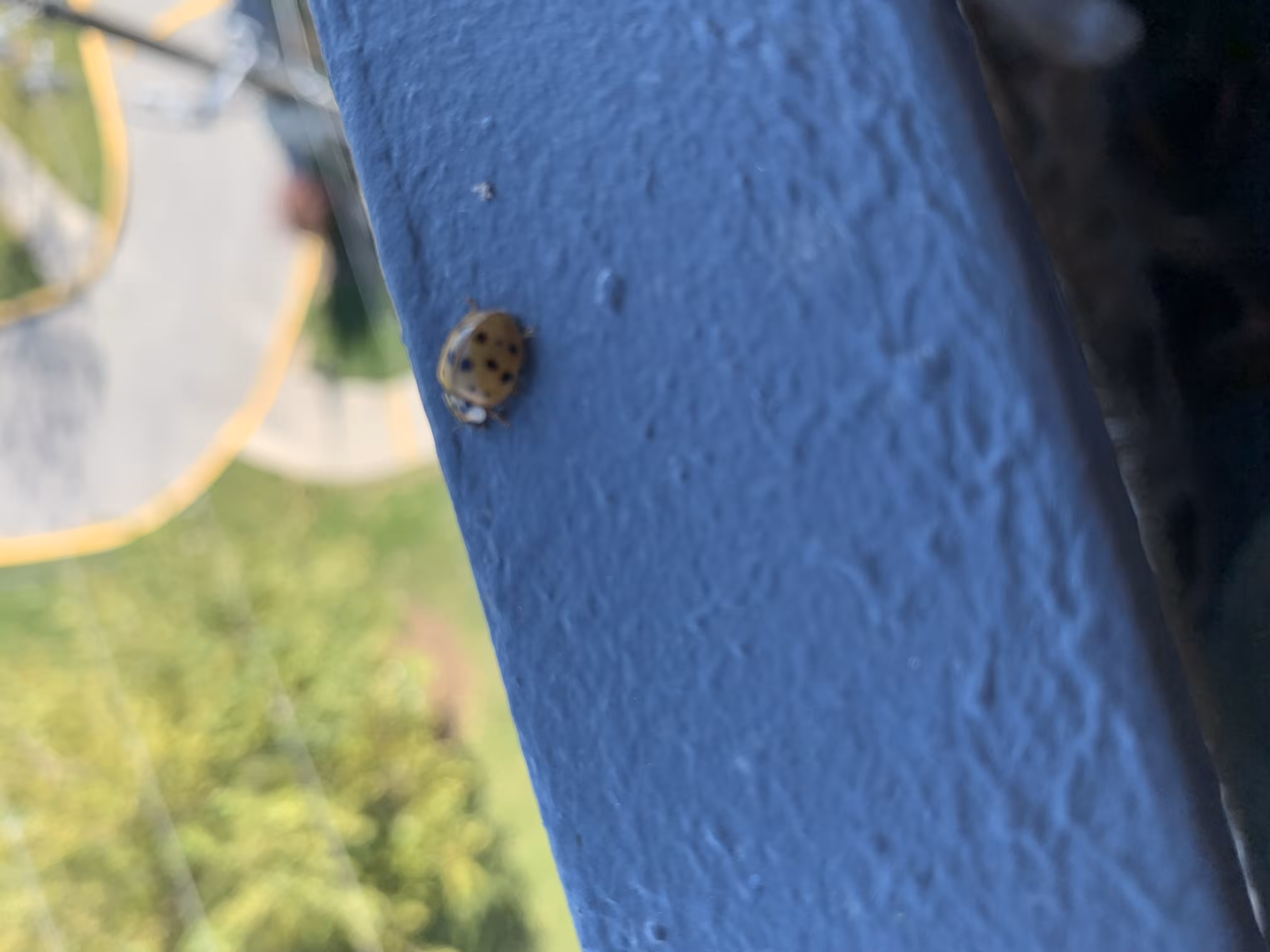 say hello to my lil frien