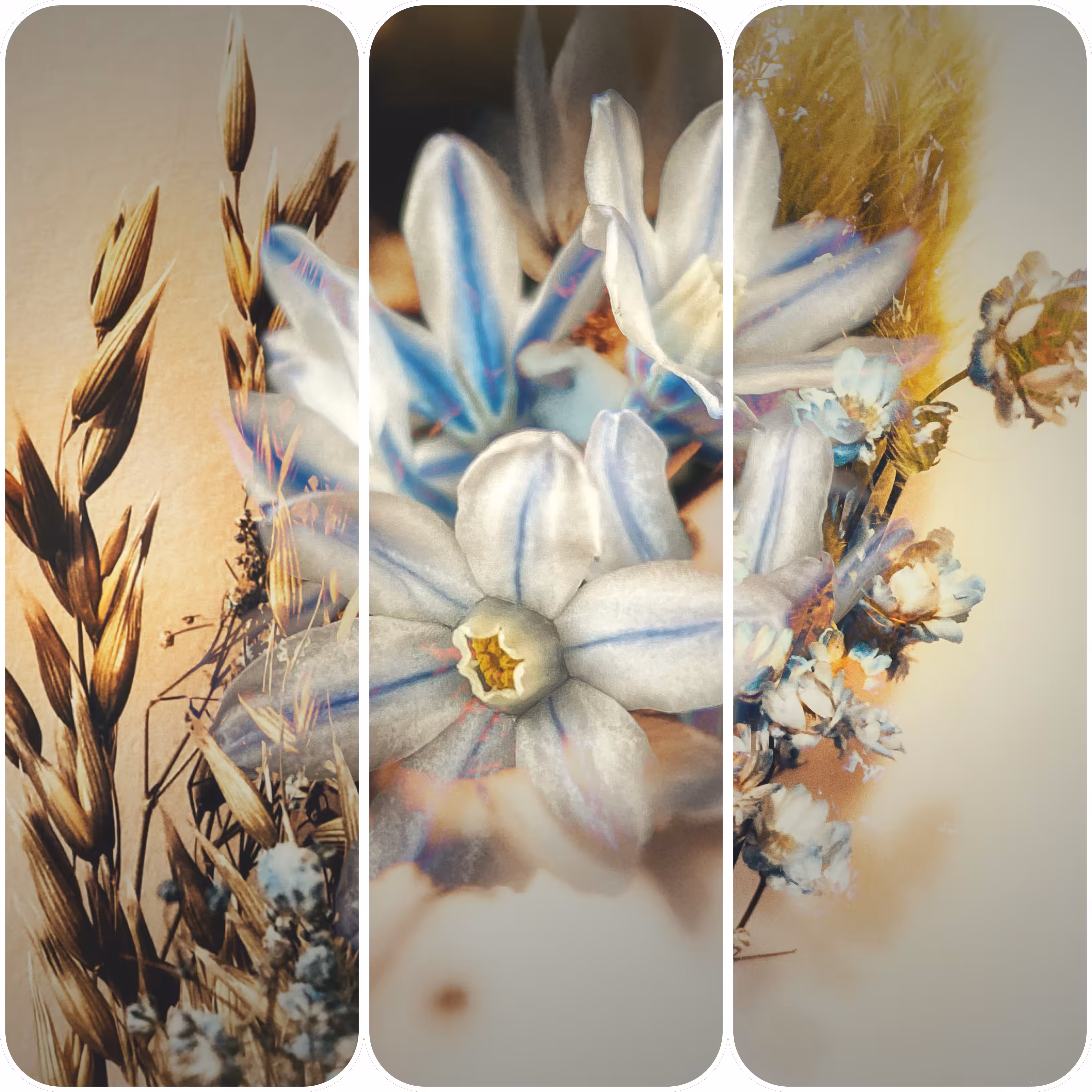 🌸Floral Paradise: Puschinia