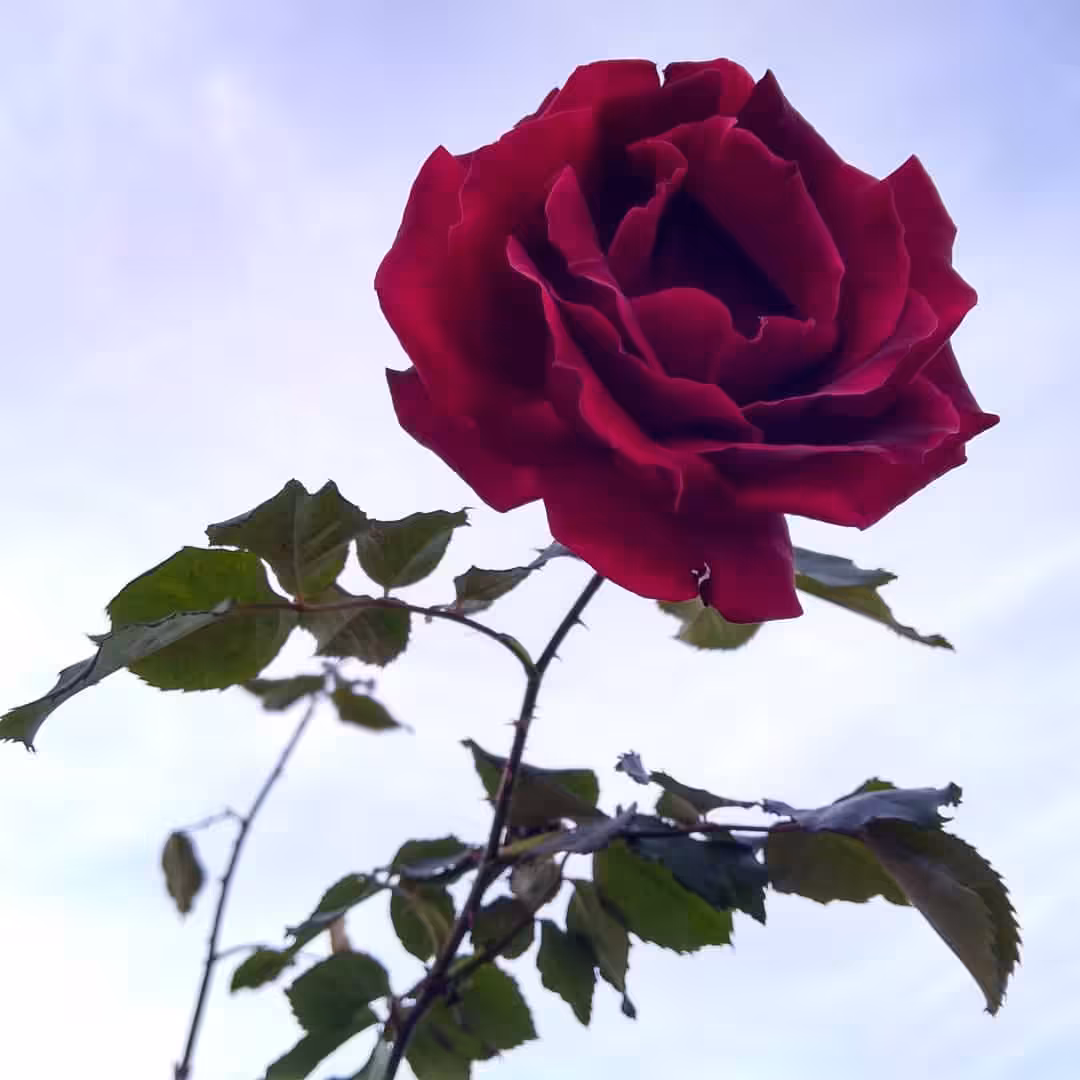 Flower: Velvet of Rose