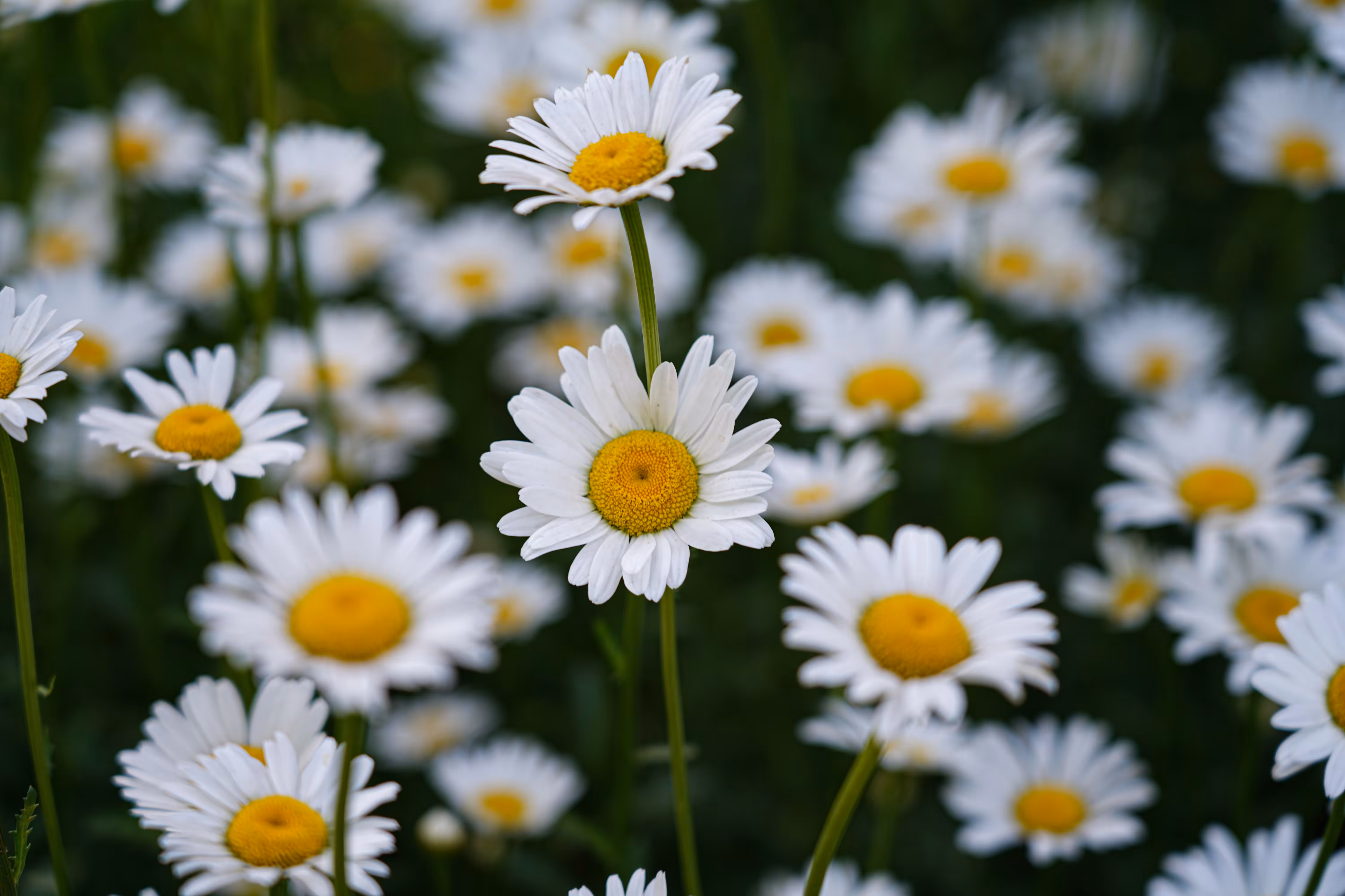 flowers: The Eyes of the Sun