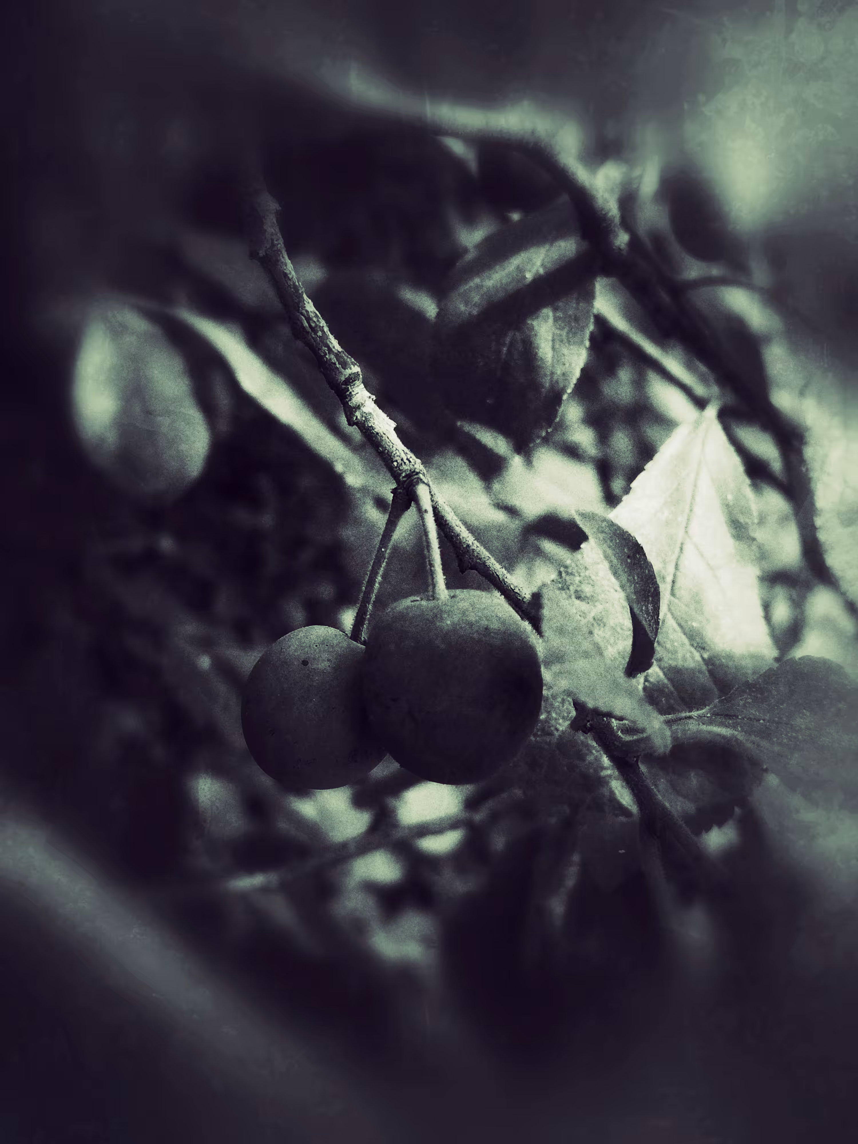 Wild plum
