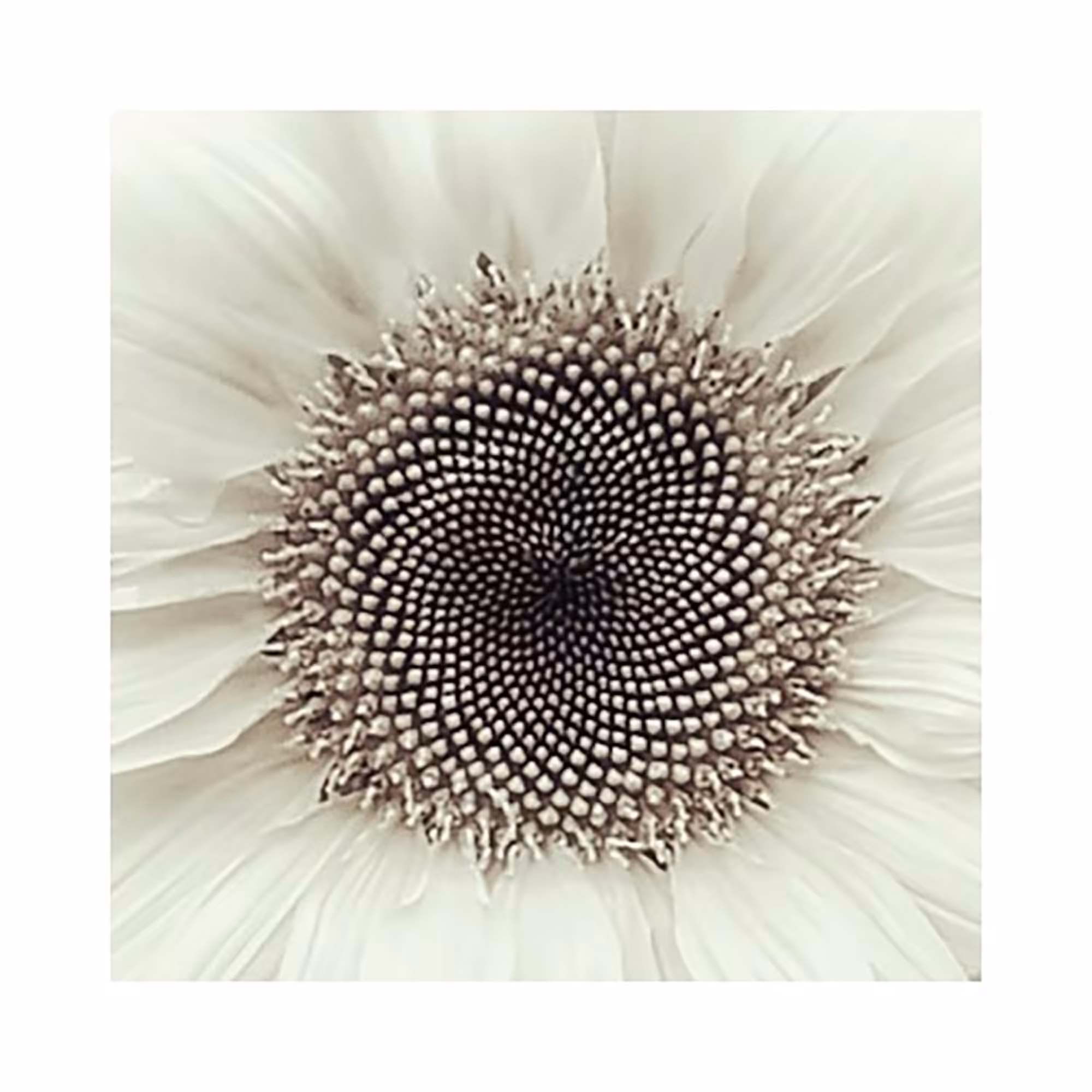 White Flower