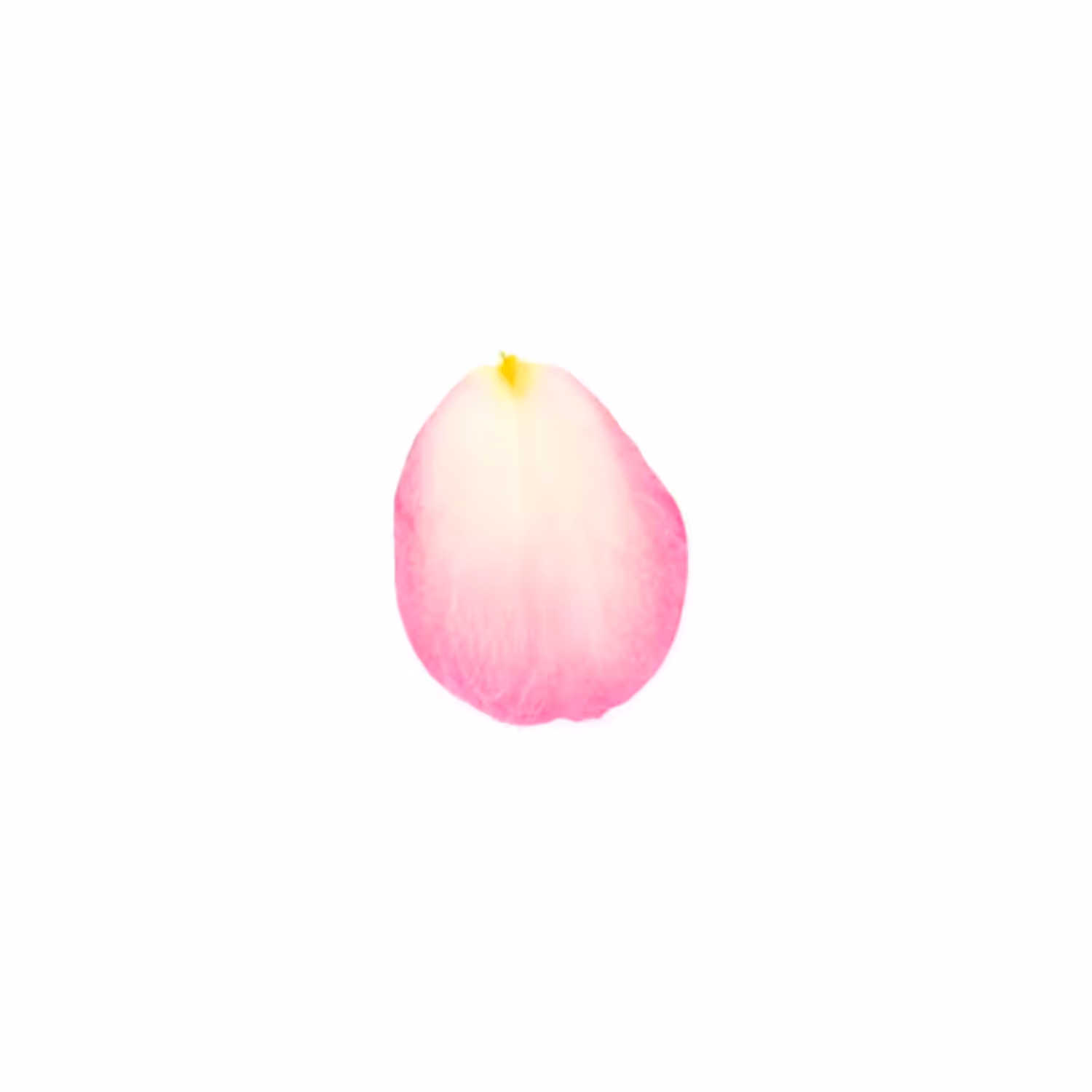 Infinite Petals 1x1#111