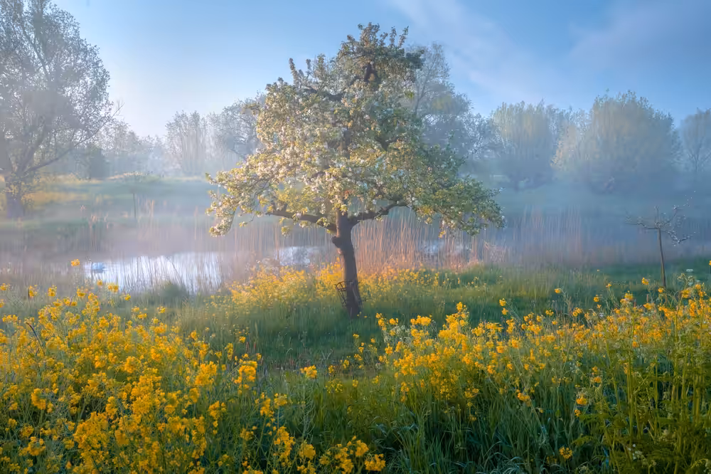 Dutch Spring