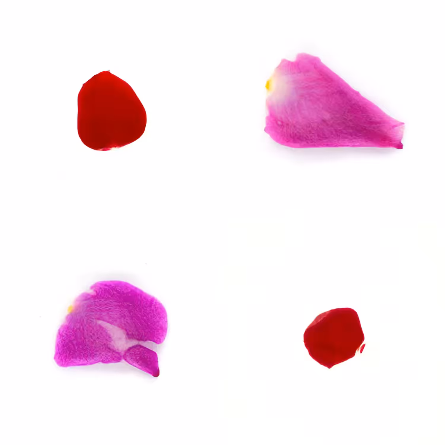 Infinite Petals 2x2#4140