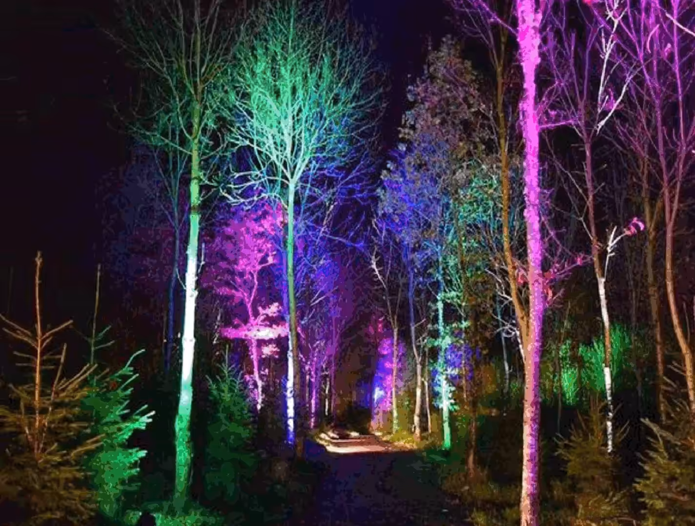 The Woods