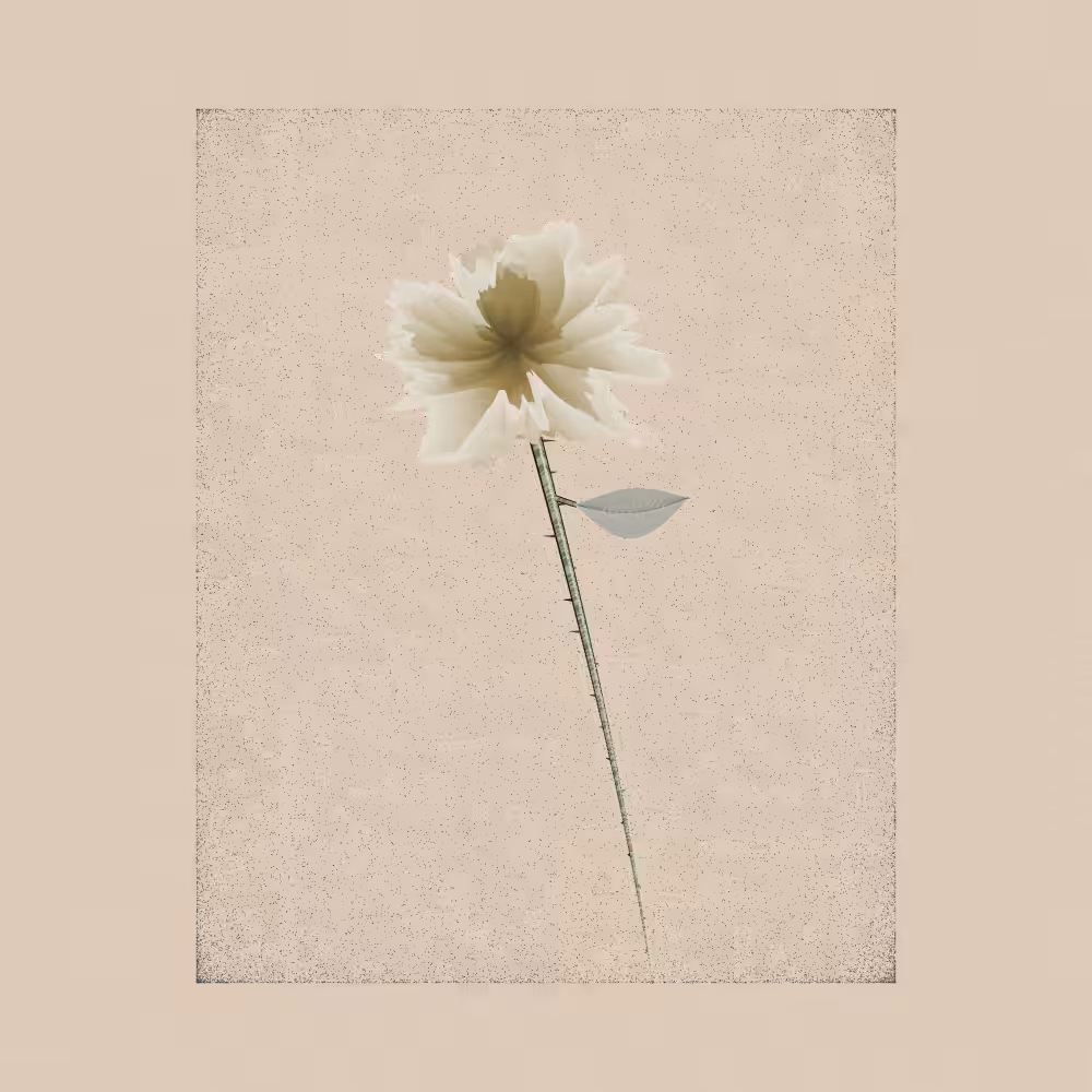 Magnolia #46