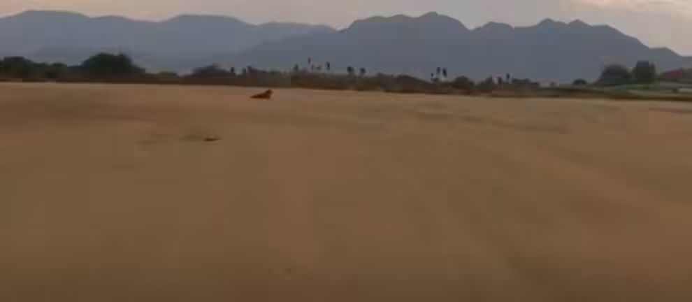 Animal on the Golf Course 