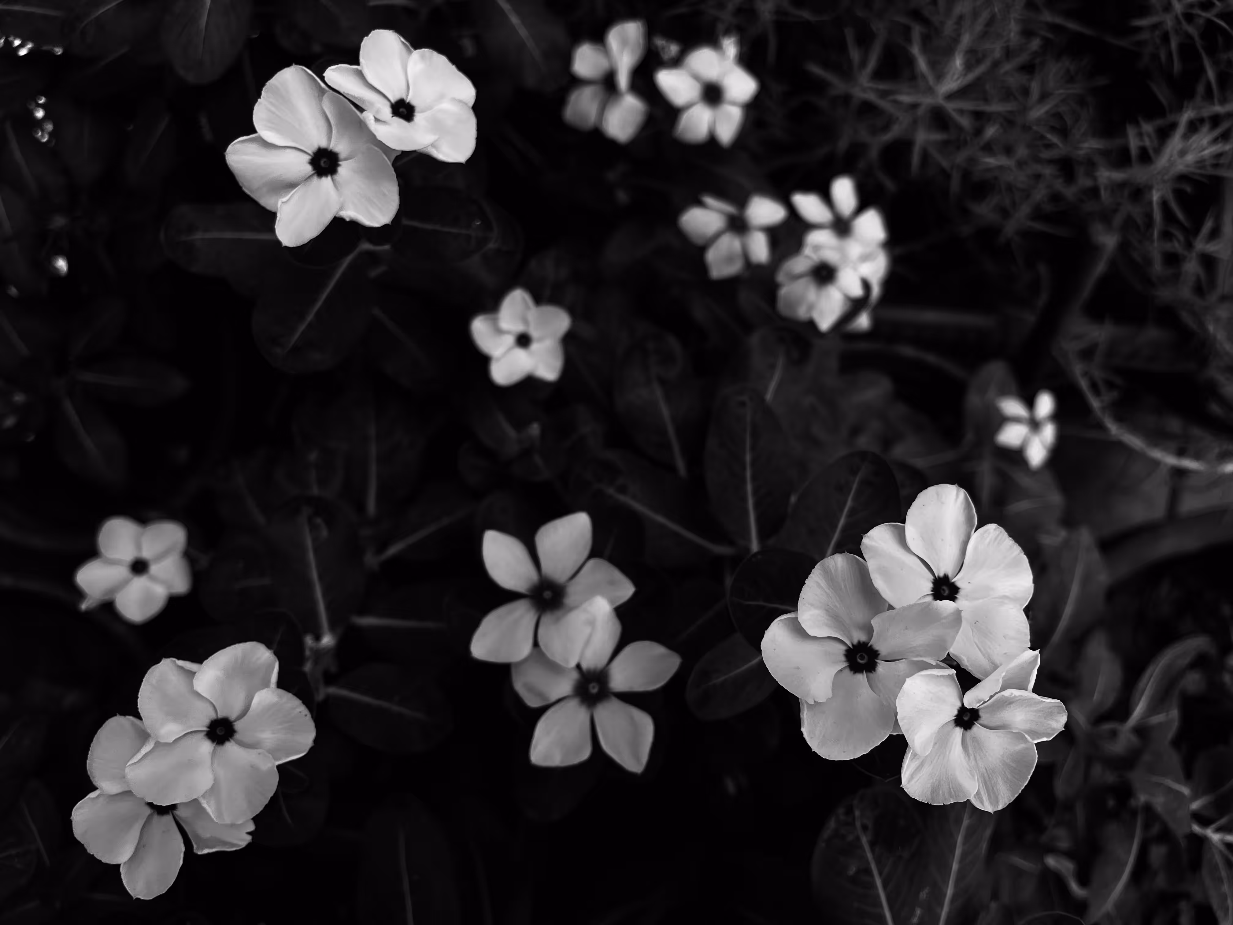 Essence 