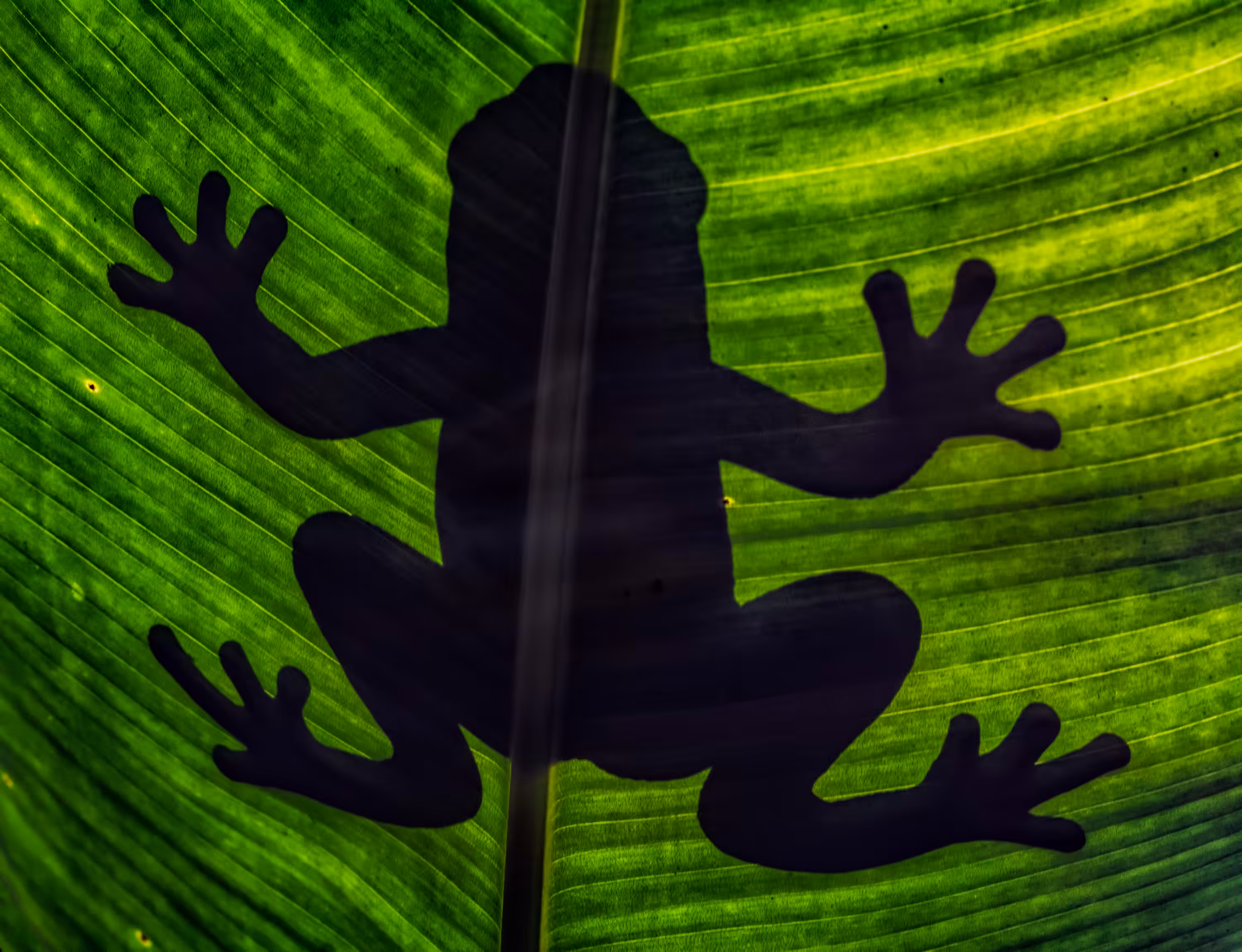 Tree Frog
