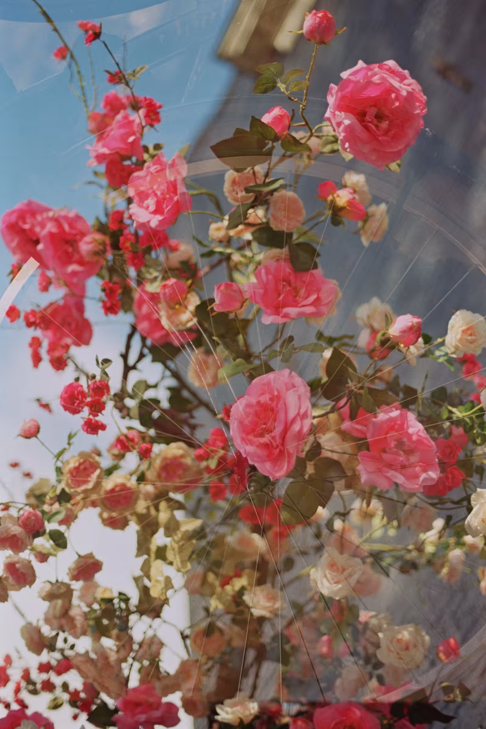 ∆Sweet collapse∆ I