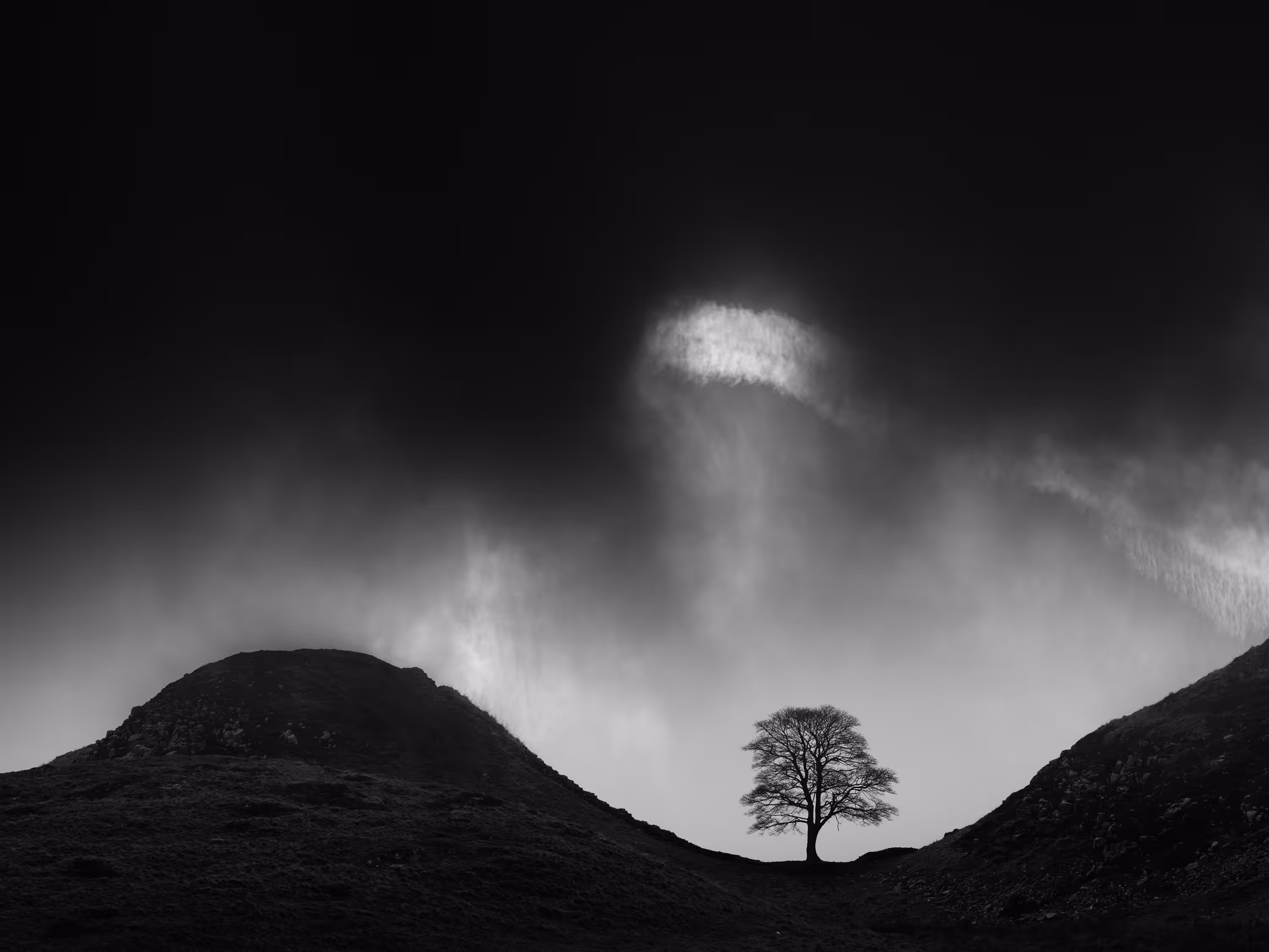 THE WEE TREE