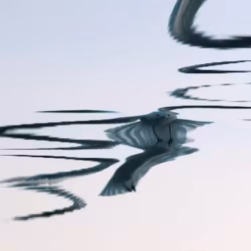 Flock #11