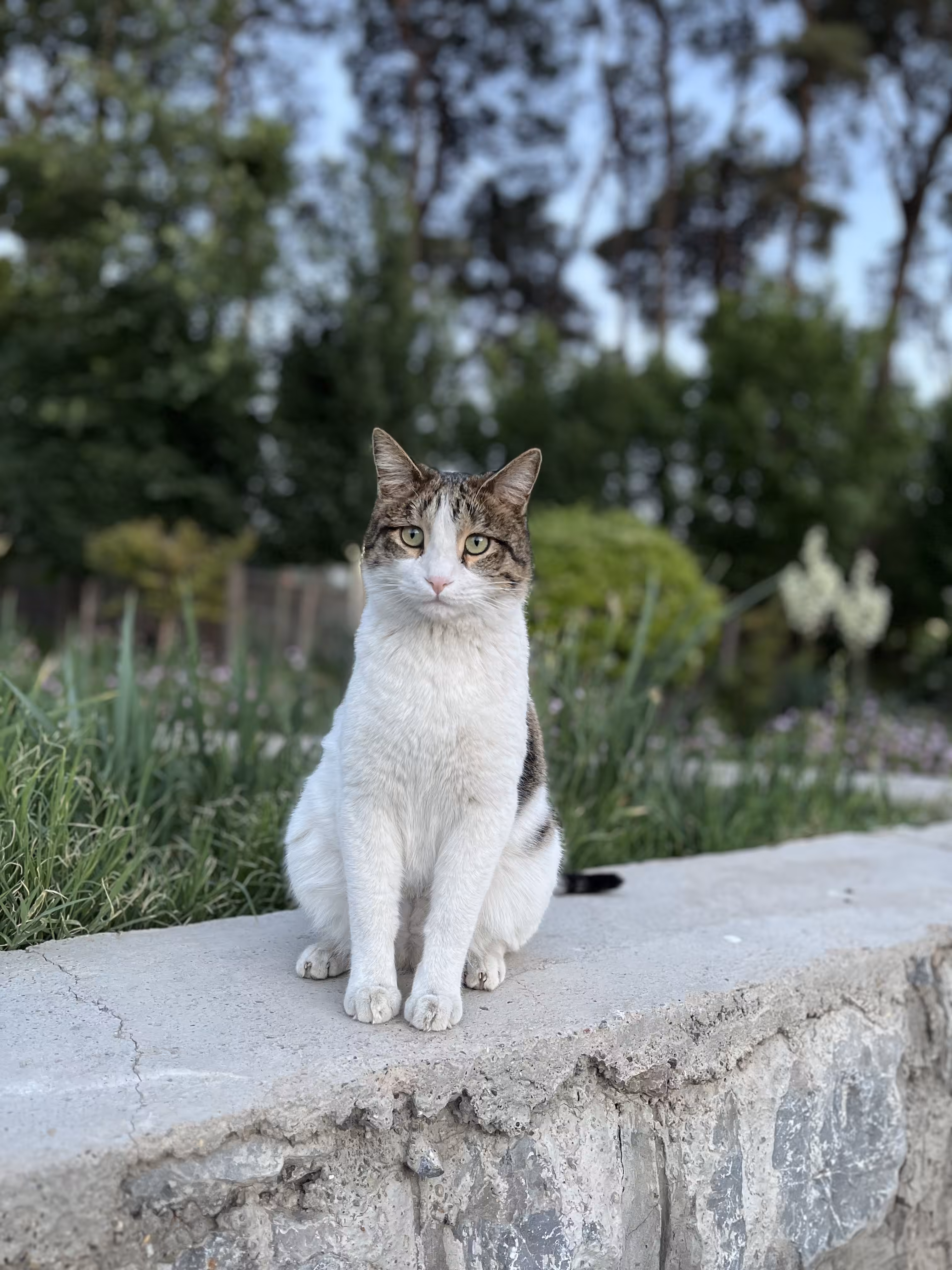 Green eyes 2