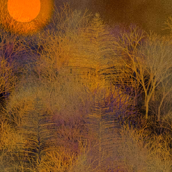 Moonlit Native Bush #56