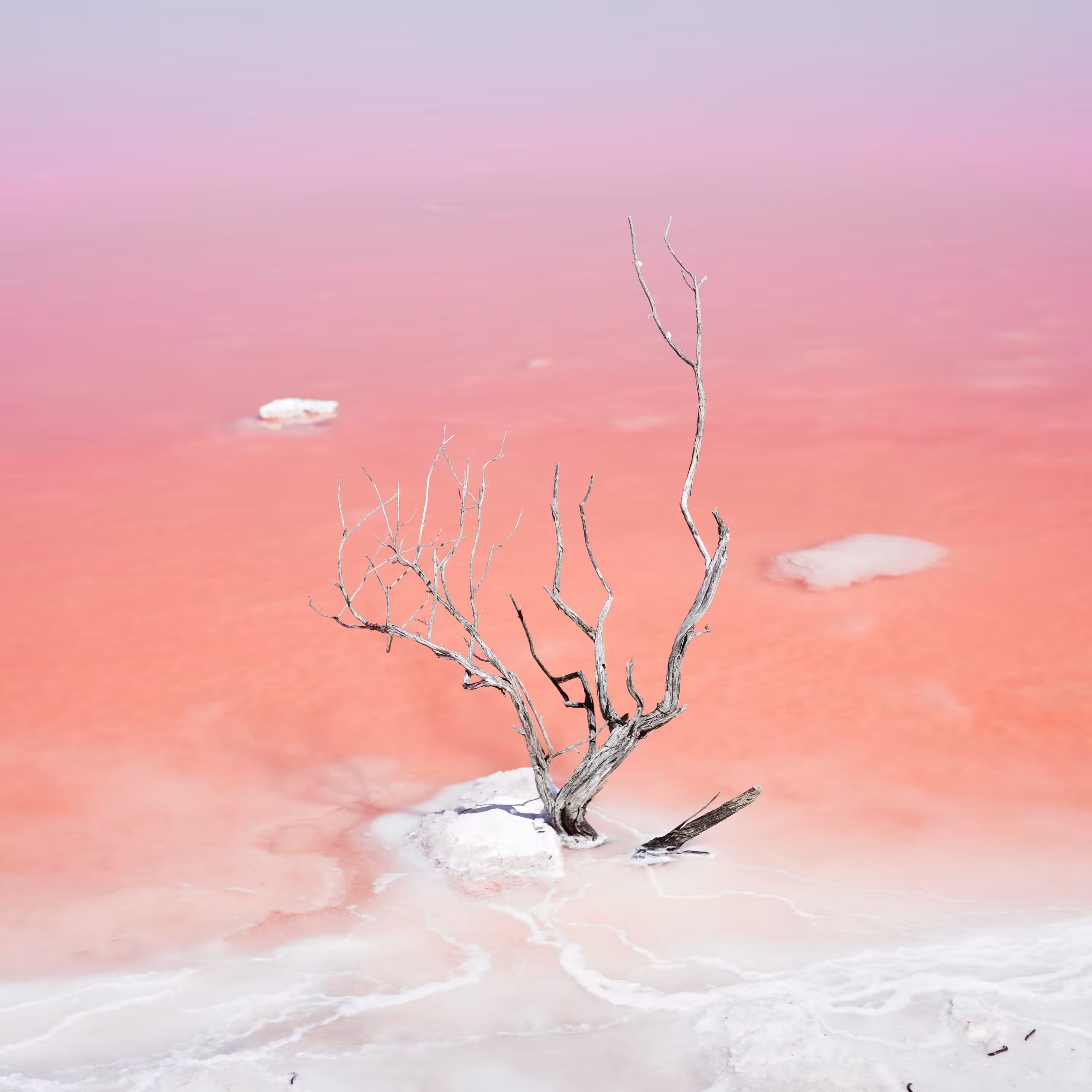 reverie
