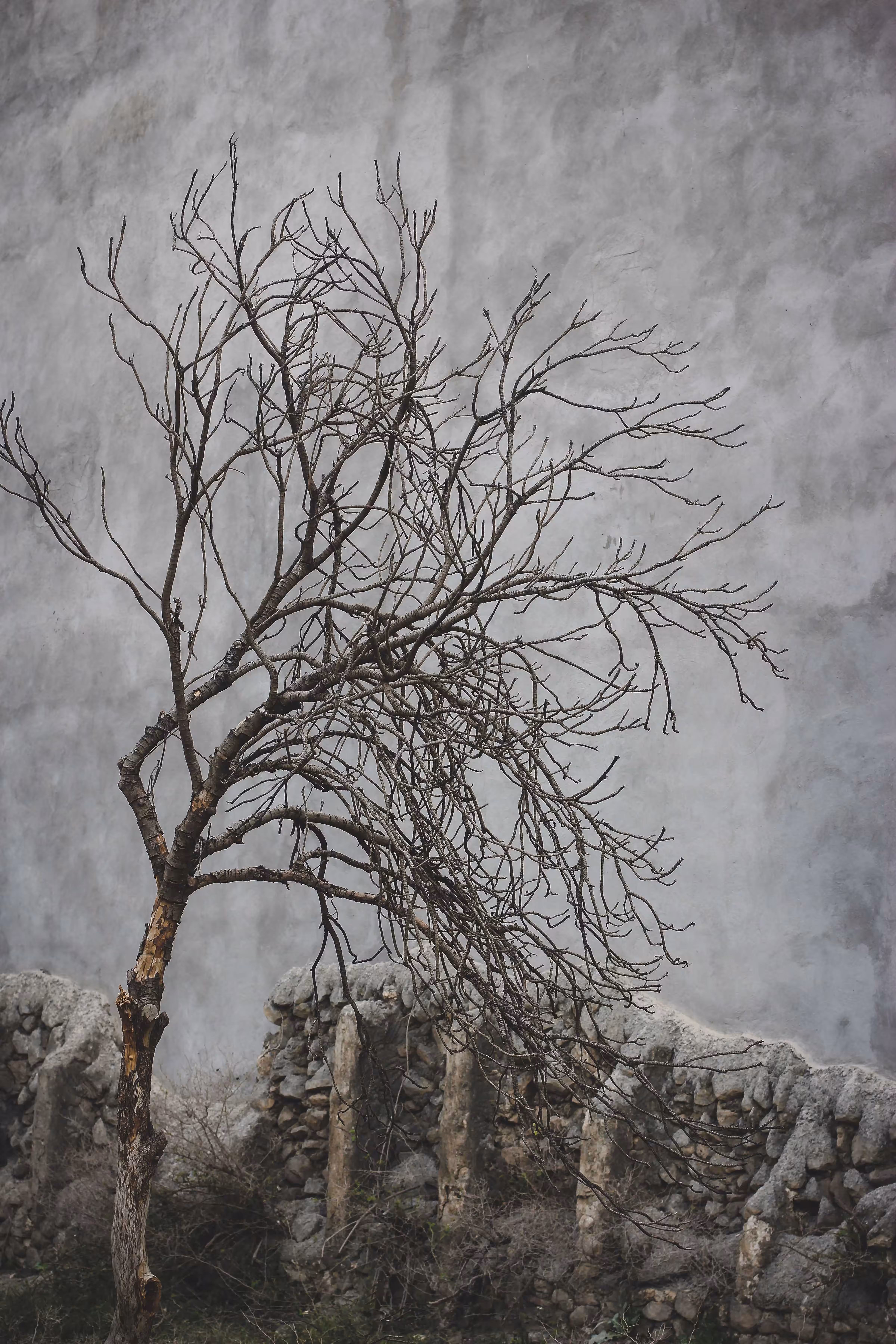 Endless Winter