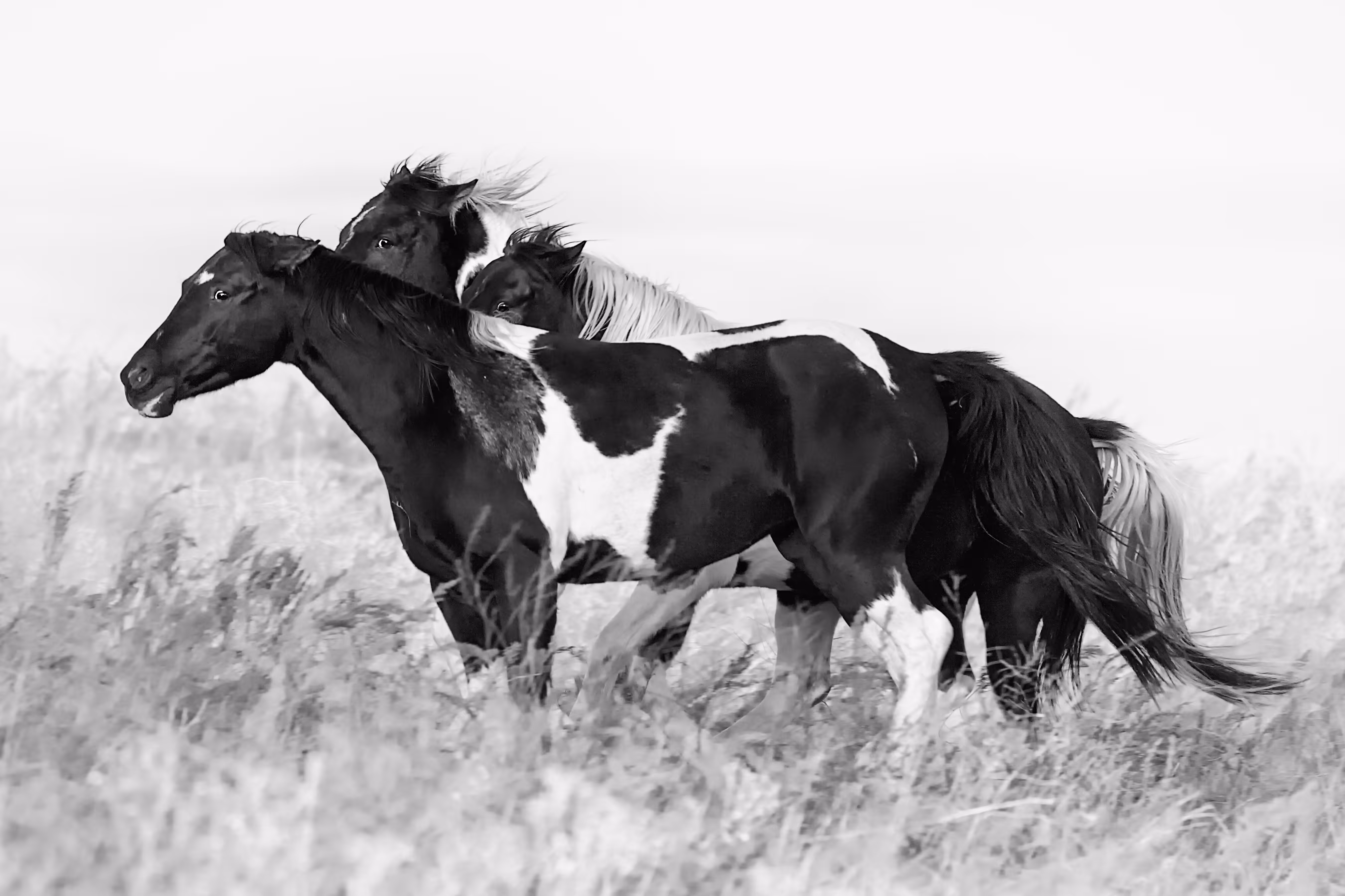 Like The Wind