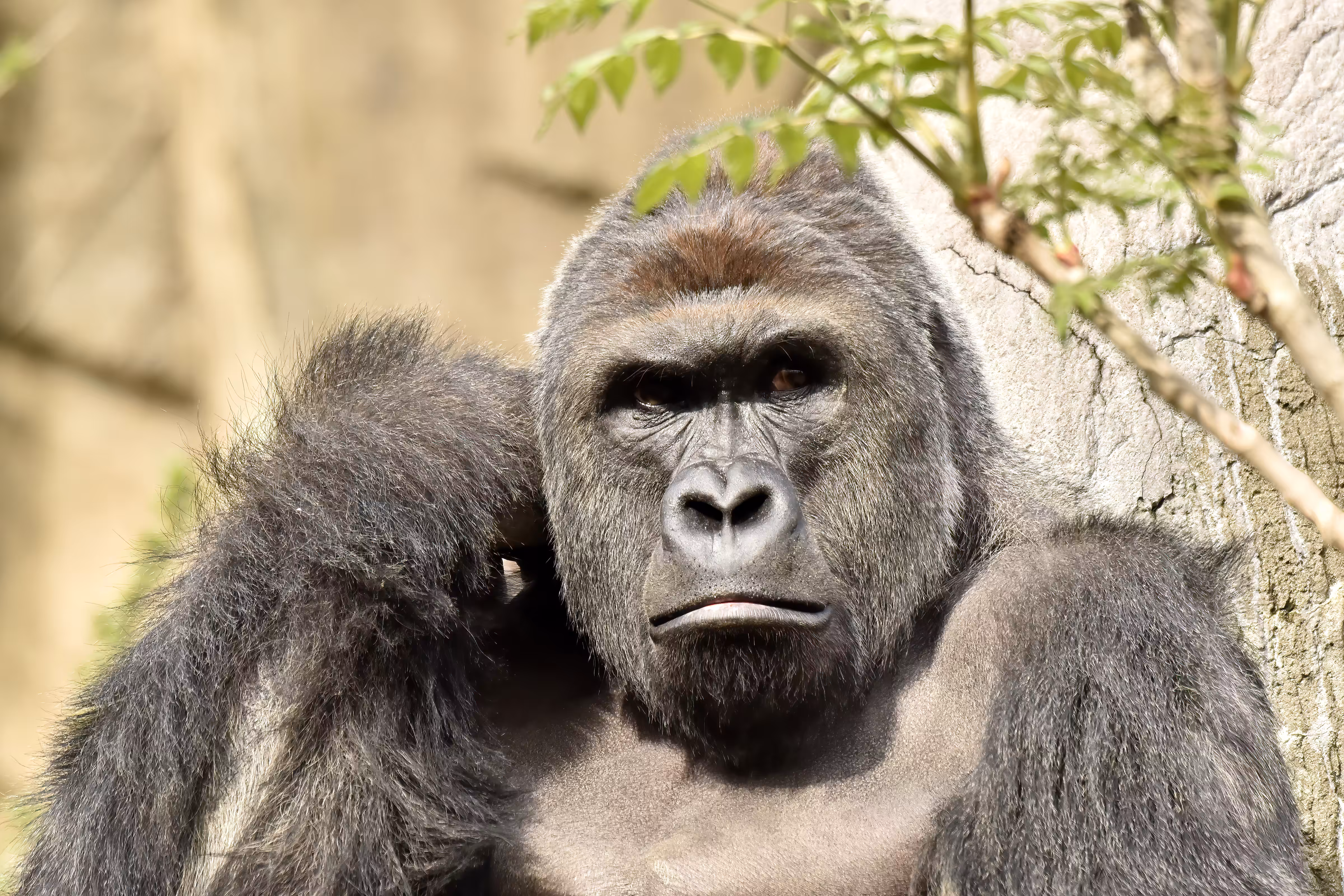 HARAMBE: LEGENDS #434