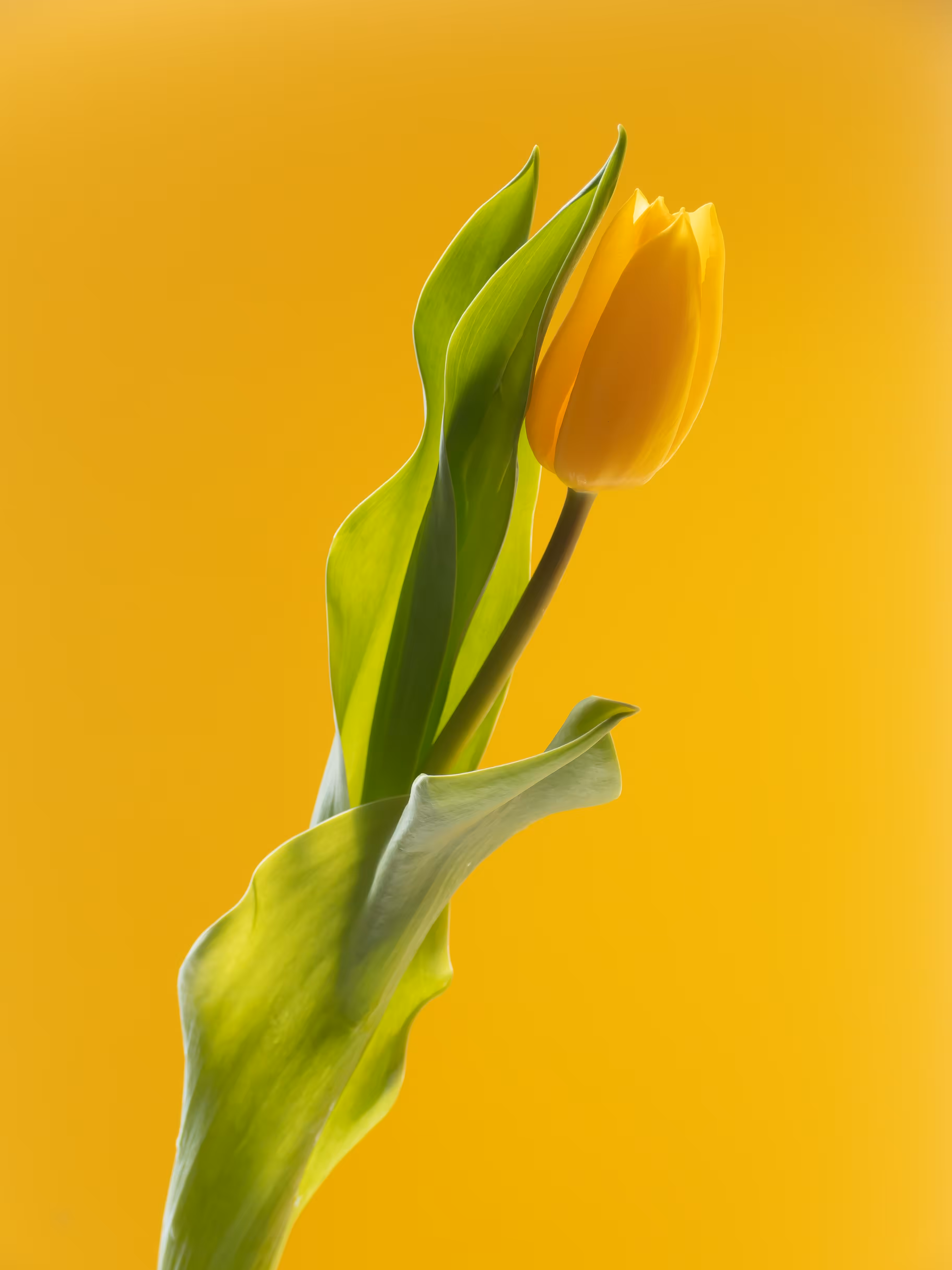 Tulip 1637 [1]