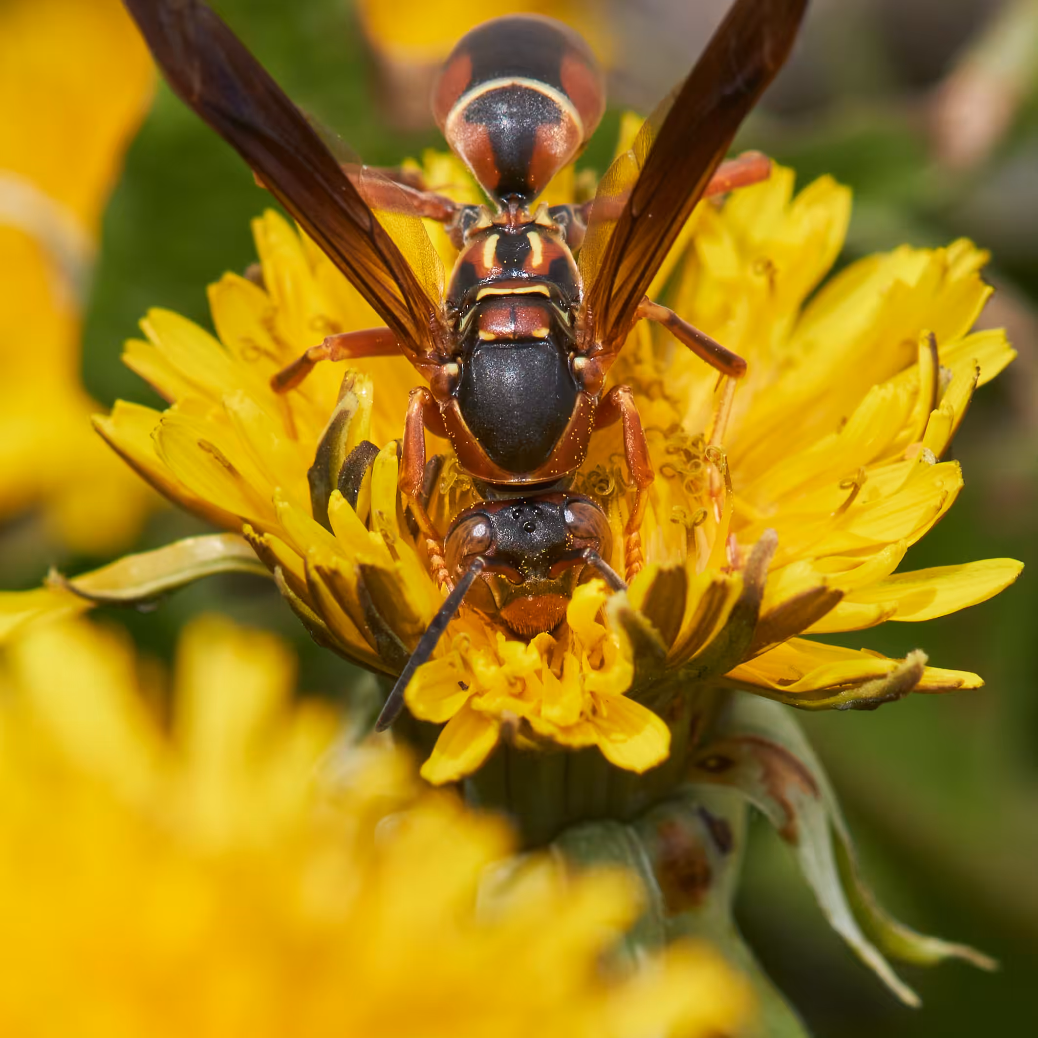 Polistes Fuscatus pollinates