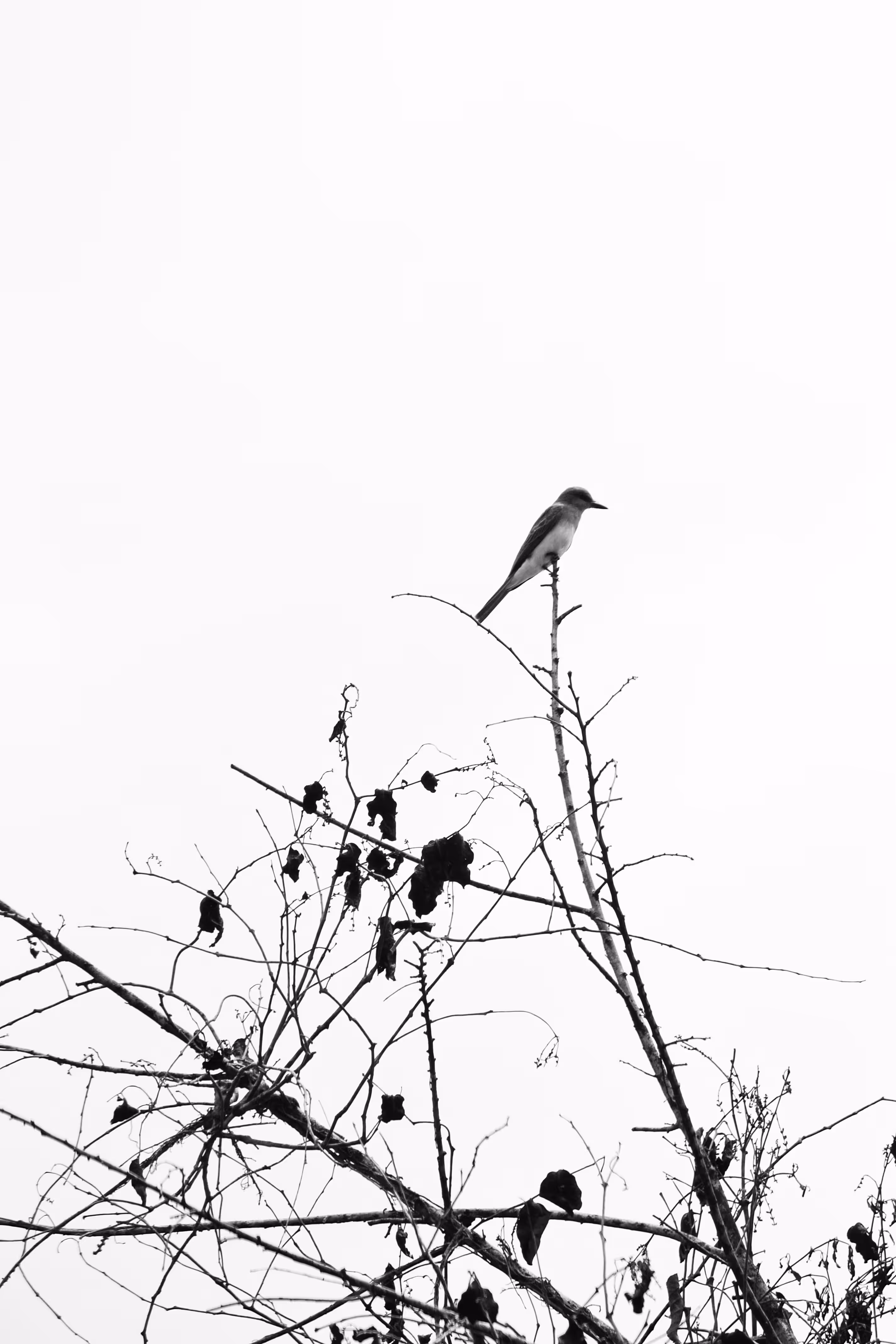 Stilleness