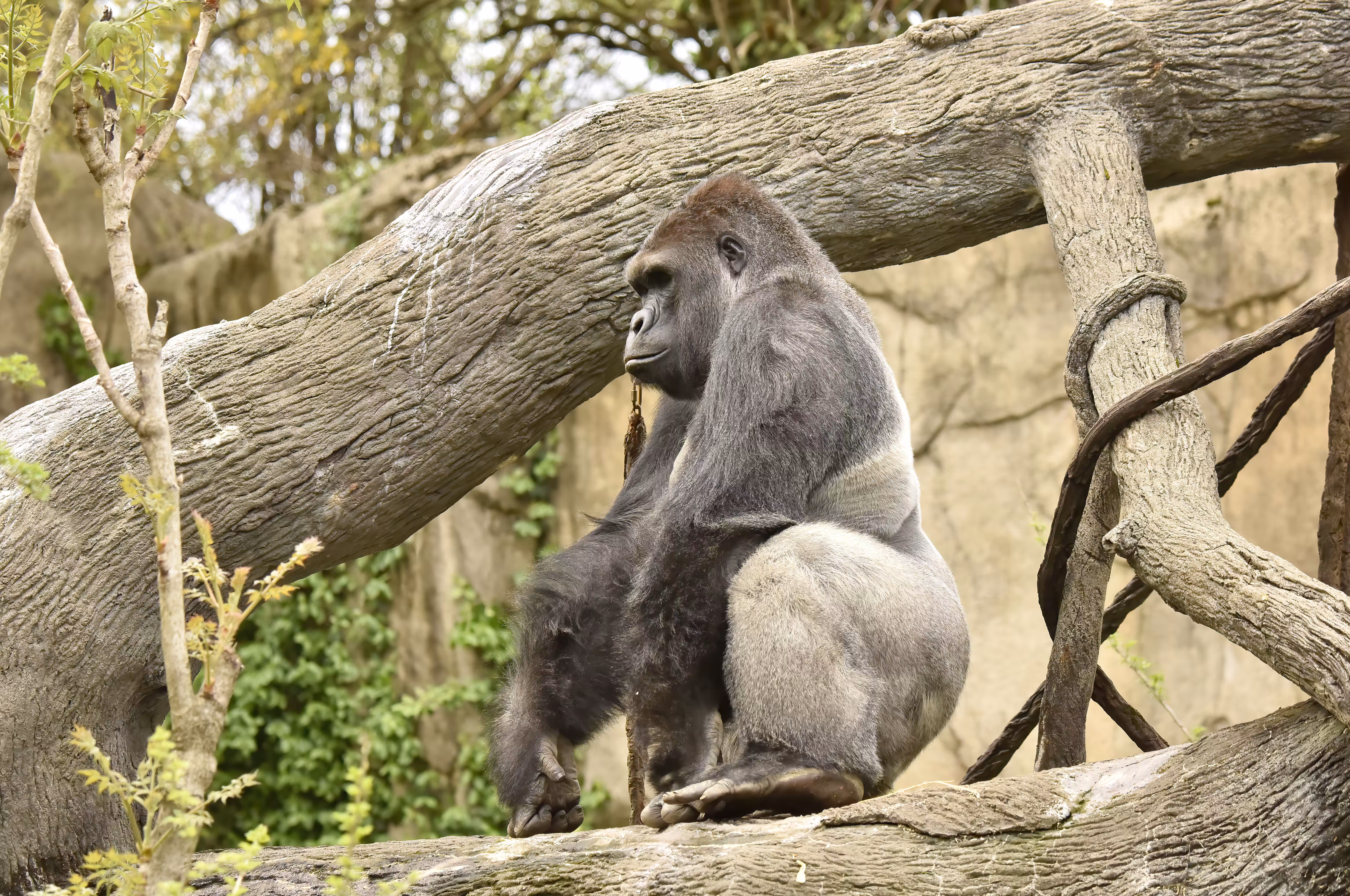 HARAMBE: LEGENDS #56
