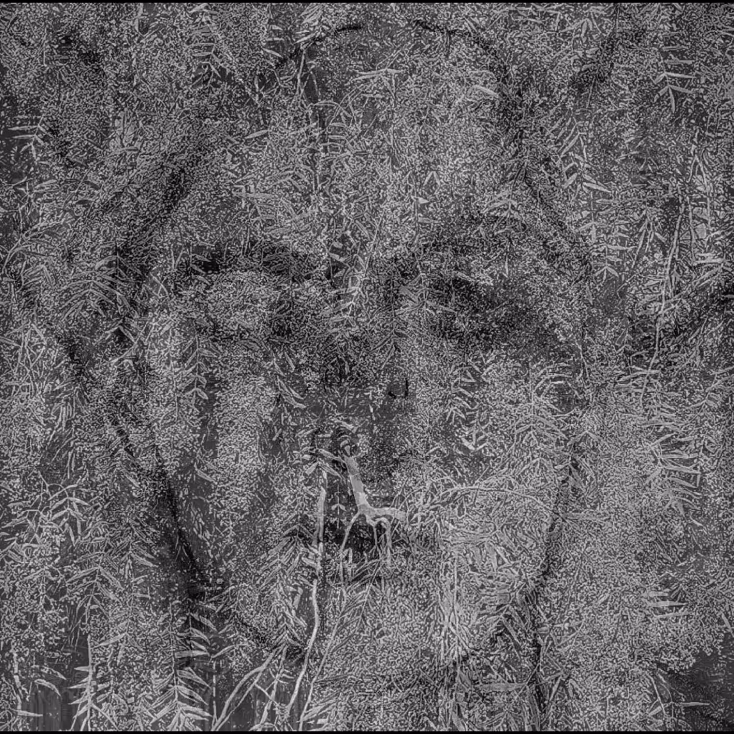 "Forest inside"