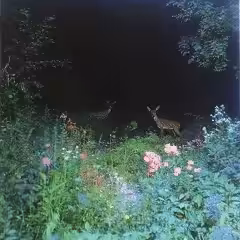 #79
