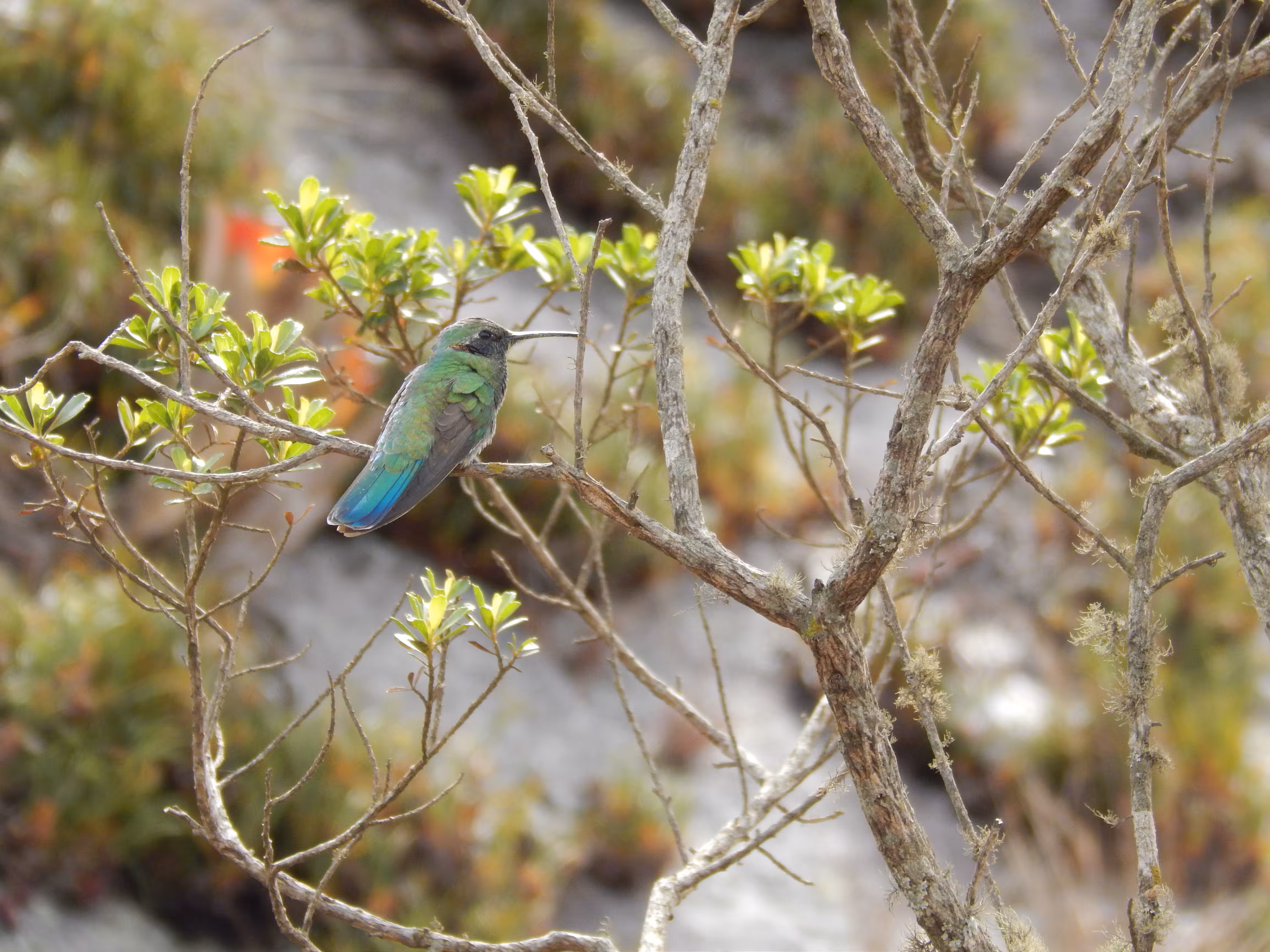 Colibri serrirostris