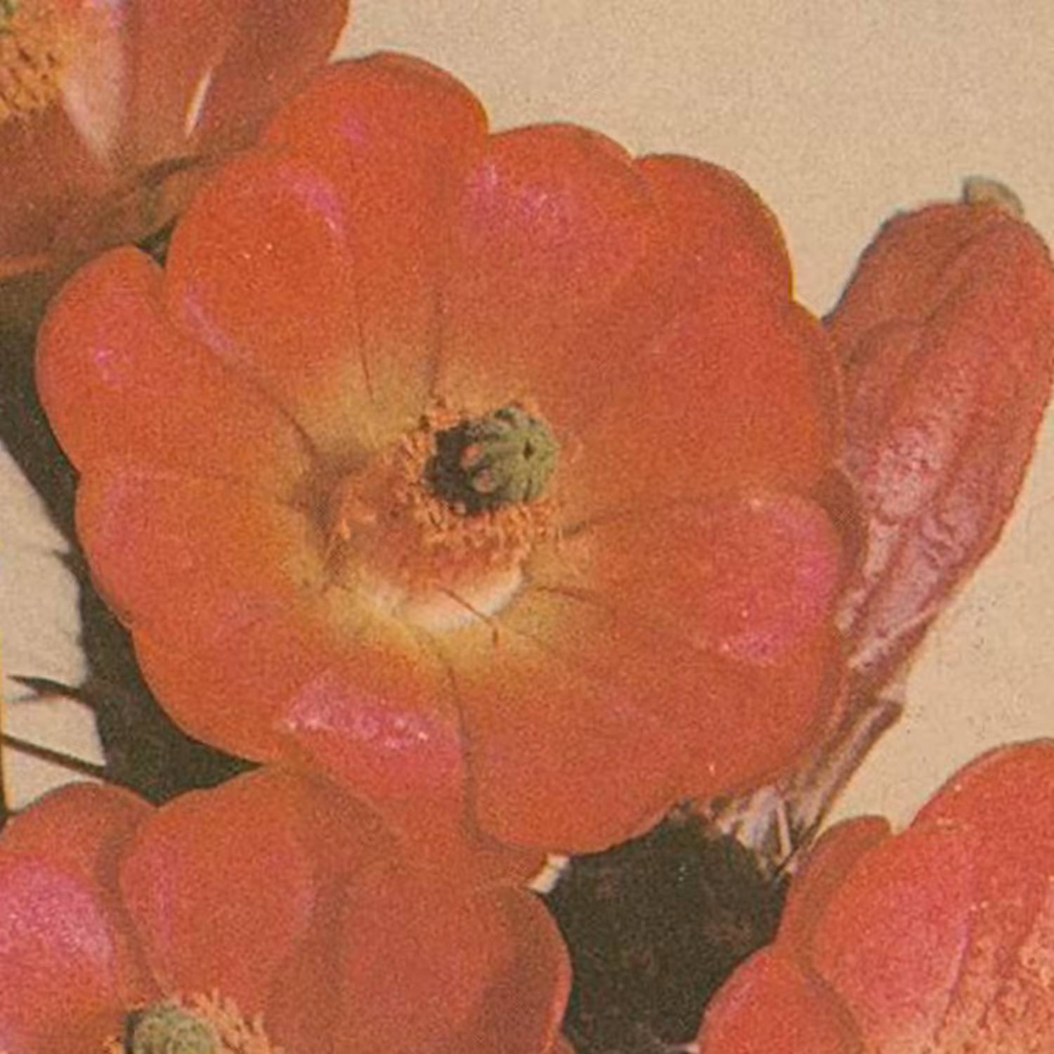 claret cup cactus