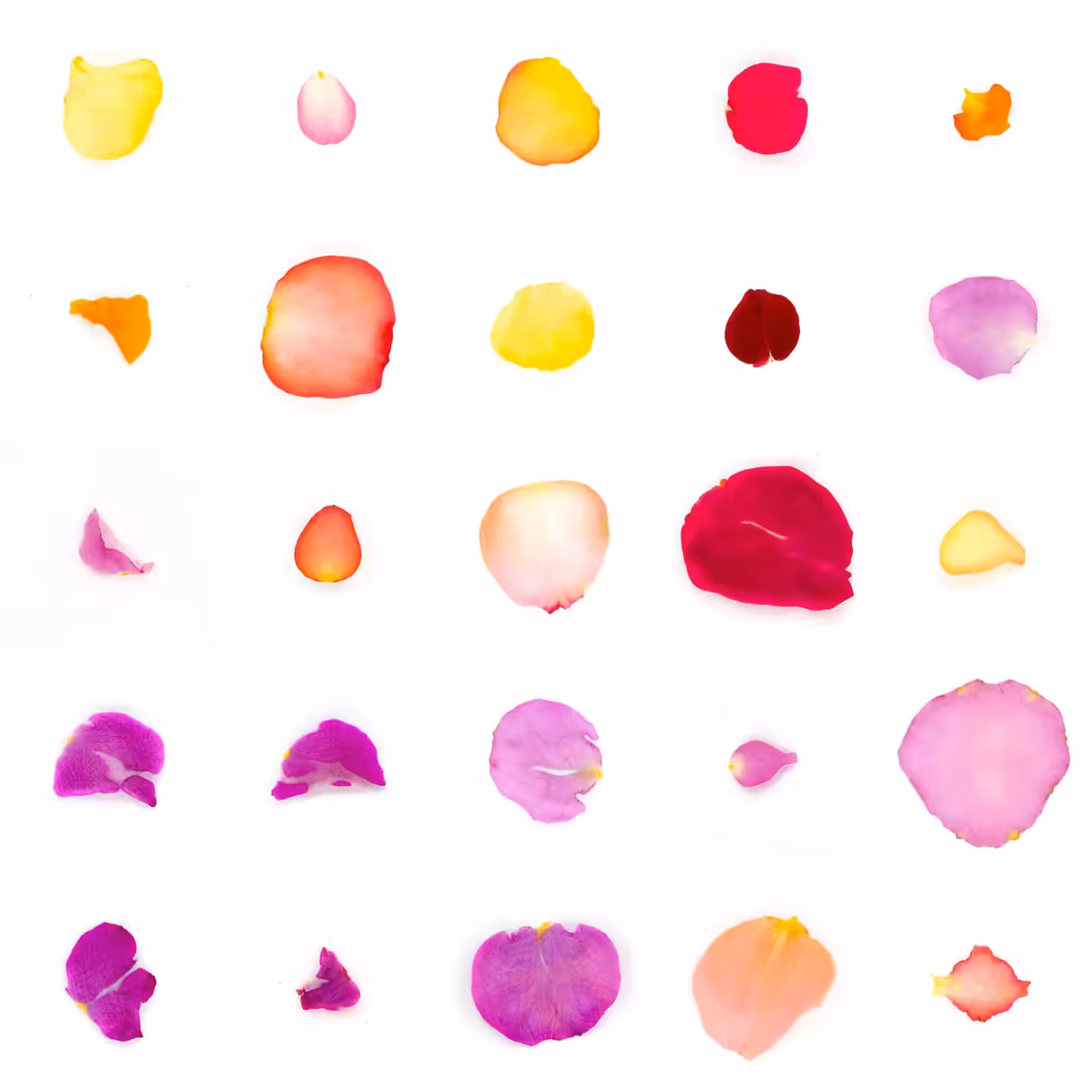 Infinite Petals 5x5#20989