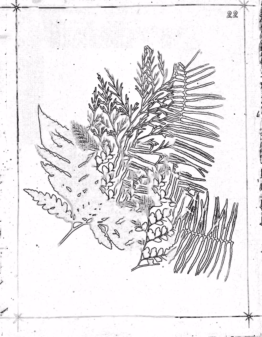 Metafern [r]