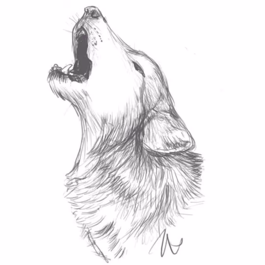 Howling Wolf Sketch