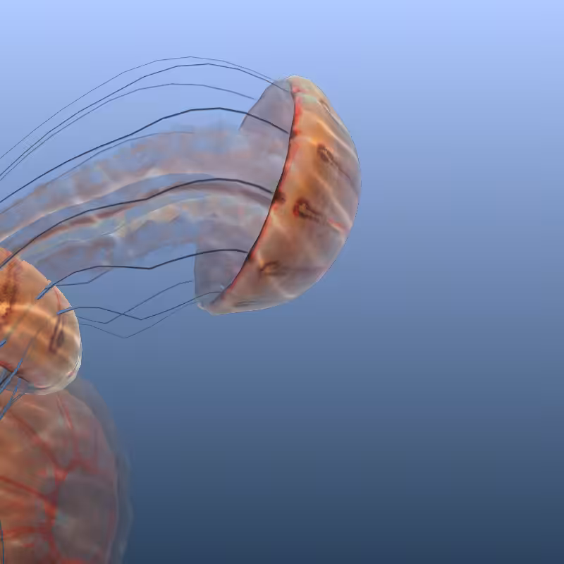 Jellyfish #6