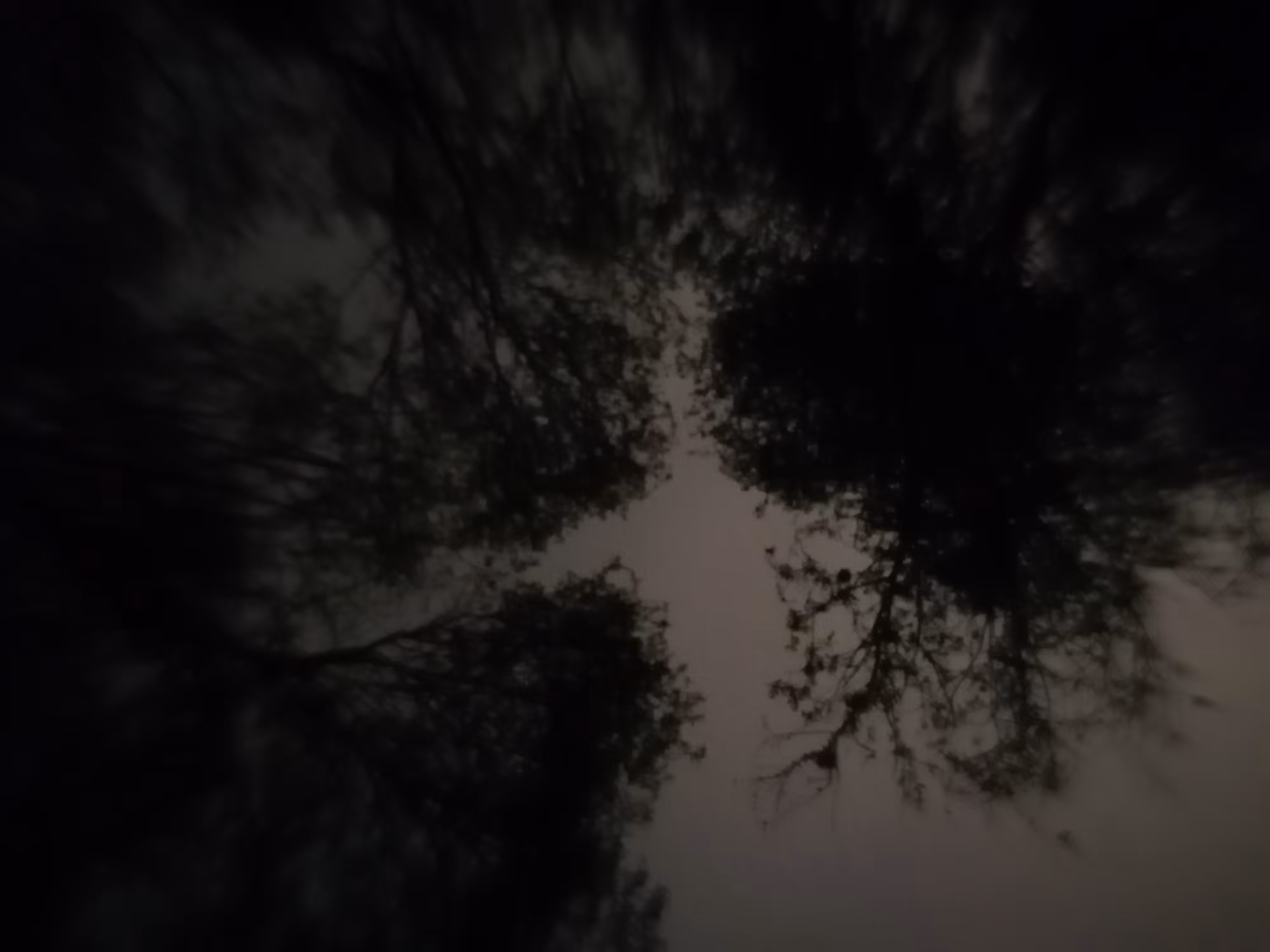 Mysterious branches