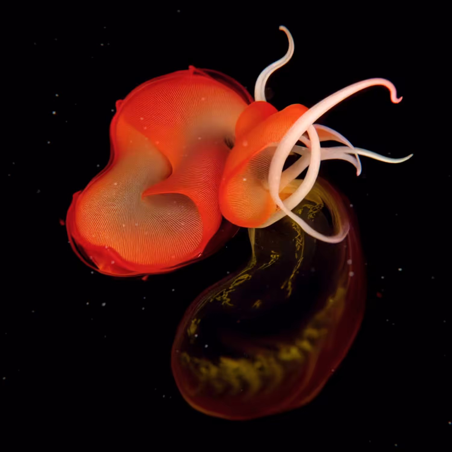The Vault of Wonders: Chapter 1 - The Abyssal Unseen: Purpureus Flagellum