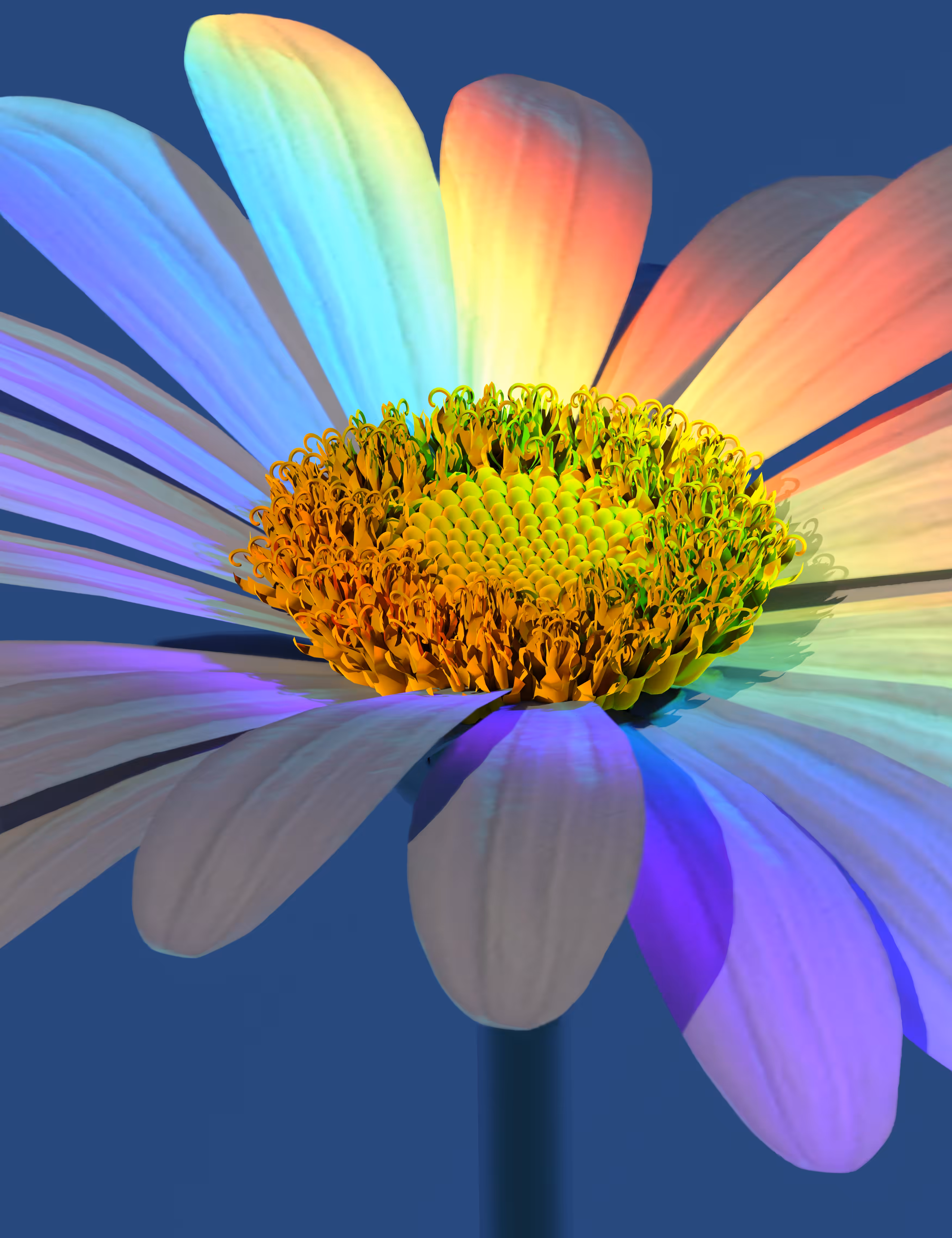 Daisy Rays