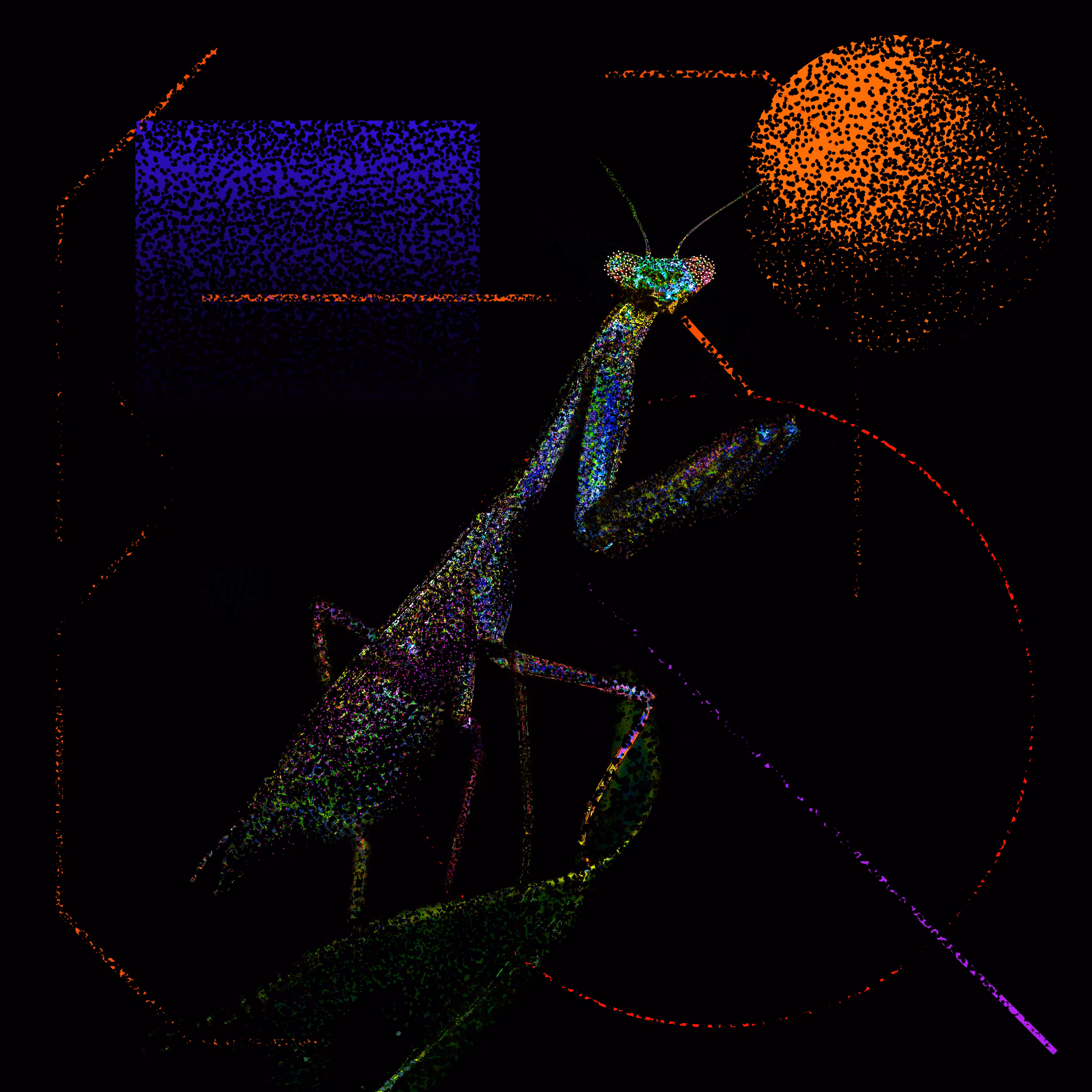 Chrysalide III — Mantis