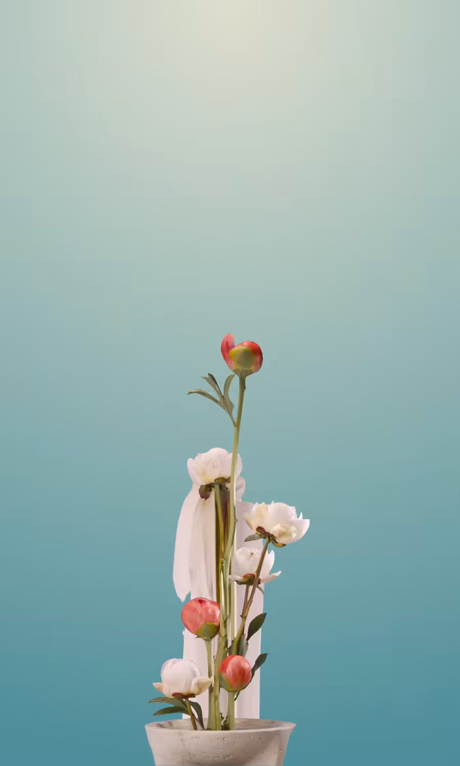 Blooming Peonies, in motion
